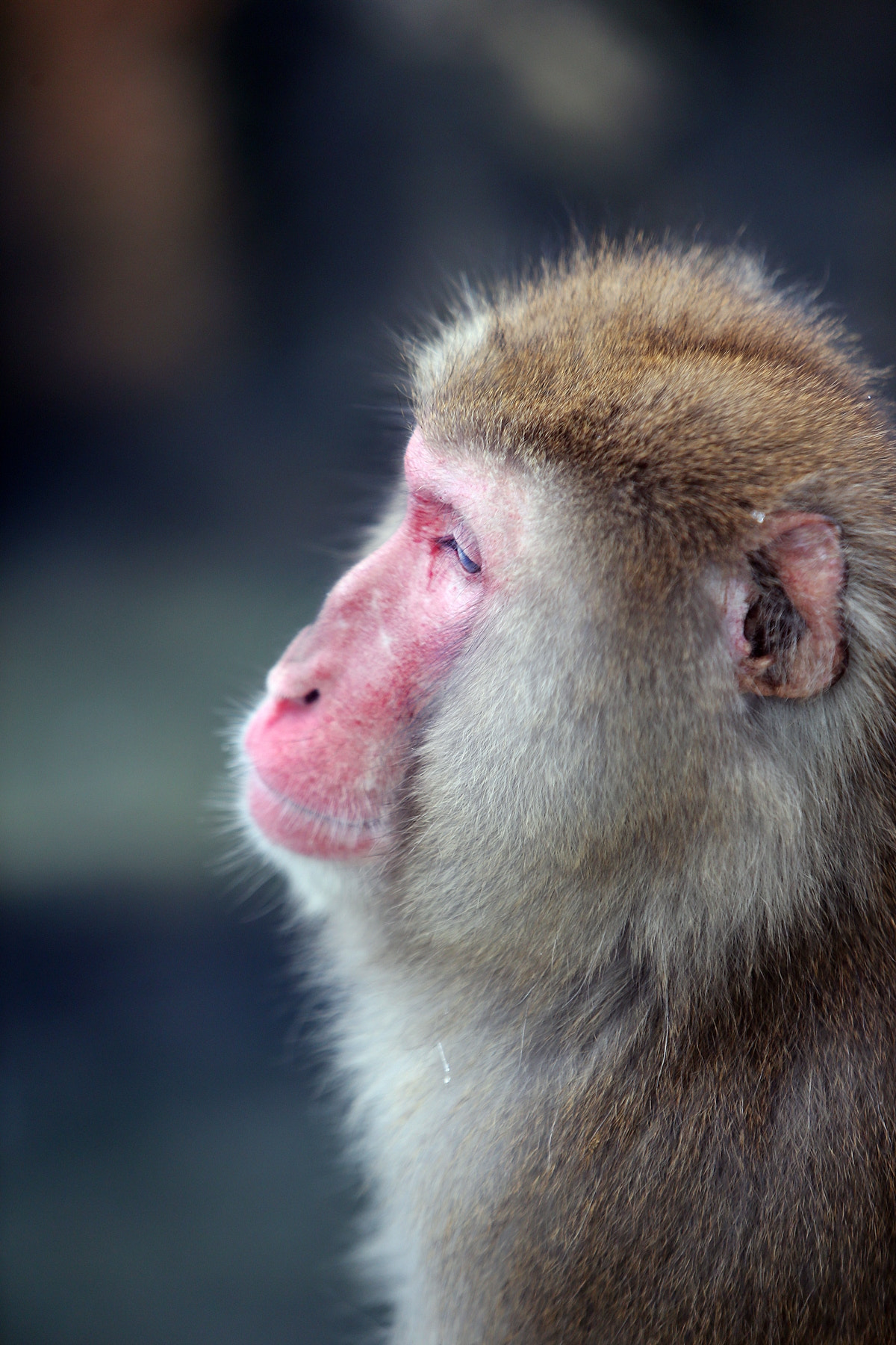 Canon EF 70-200mm F2.8L IS USM sample photo. Japanese macaque in everland photography