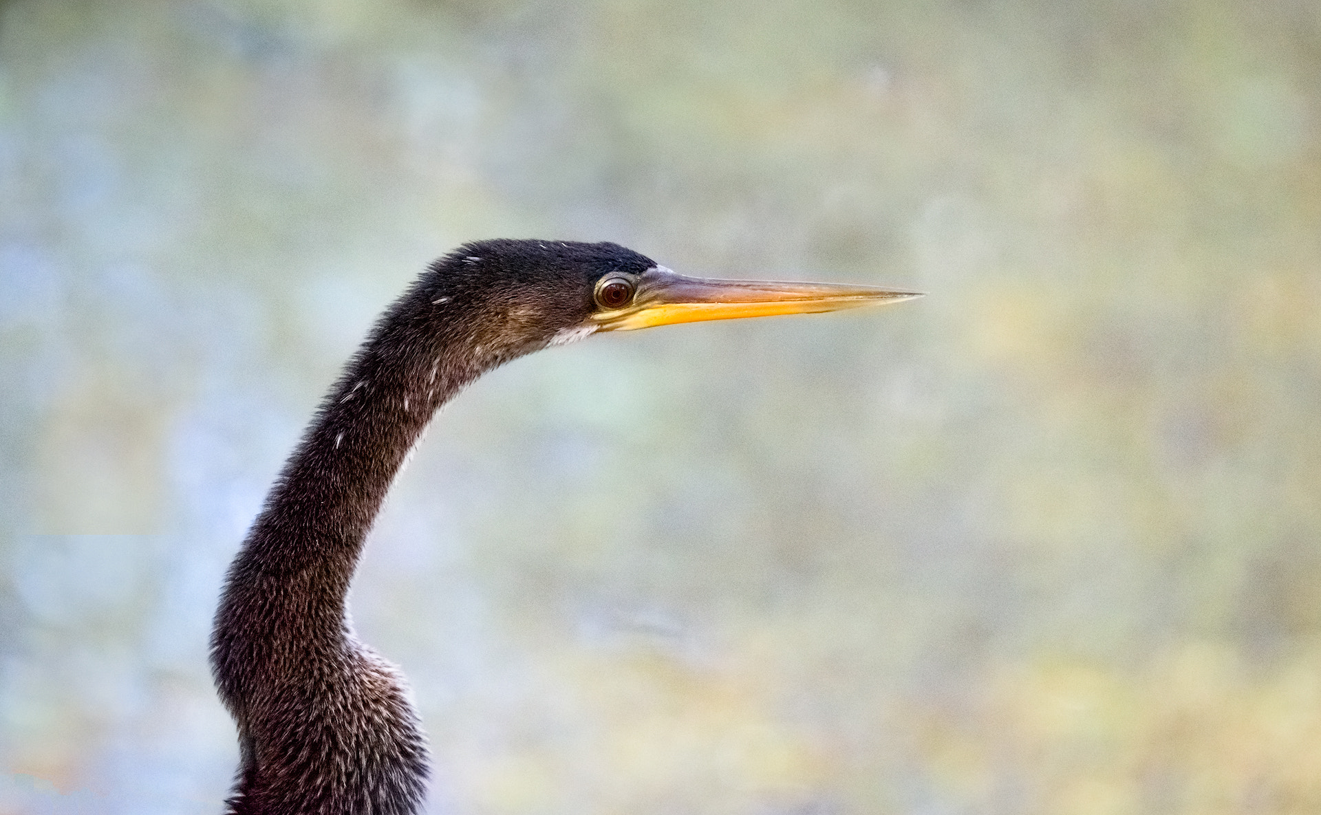 Nikon D810 + Sigma 50mm F2.8 EX DG Macro sample photo. Anhinga photography