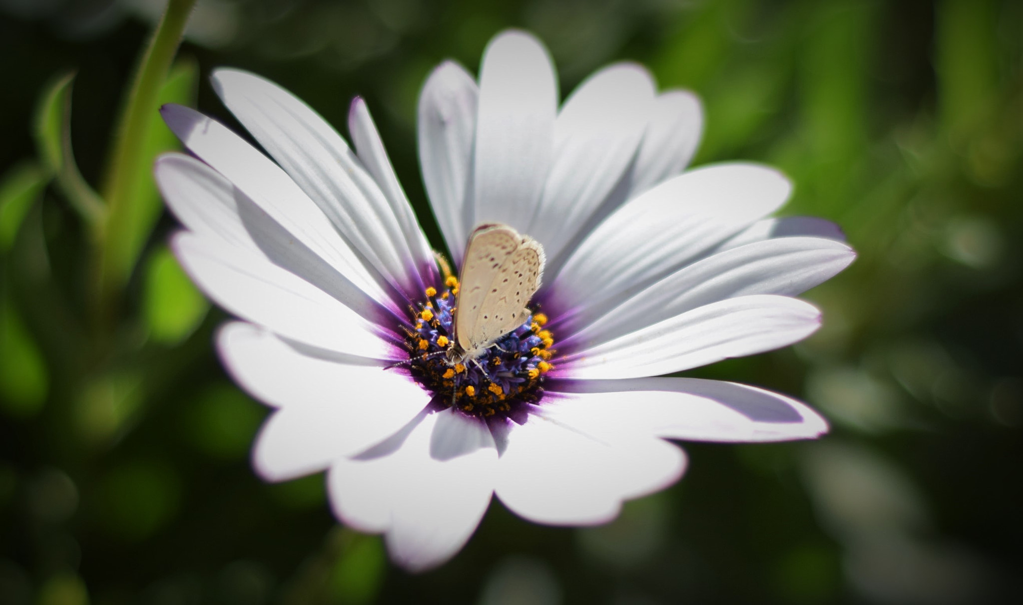 Nikon D5300 + Nikon AF Nikkor 50mm F1.8D sample photo. Butterfly photography