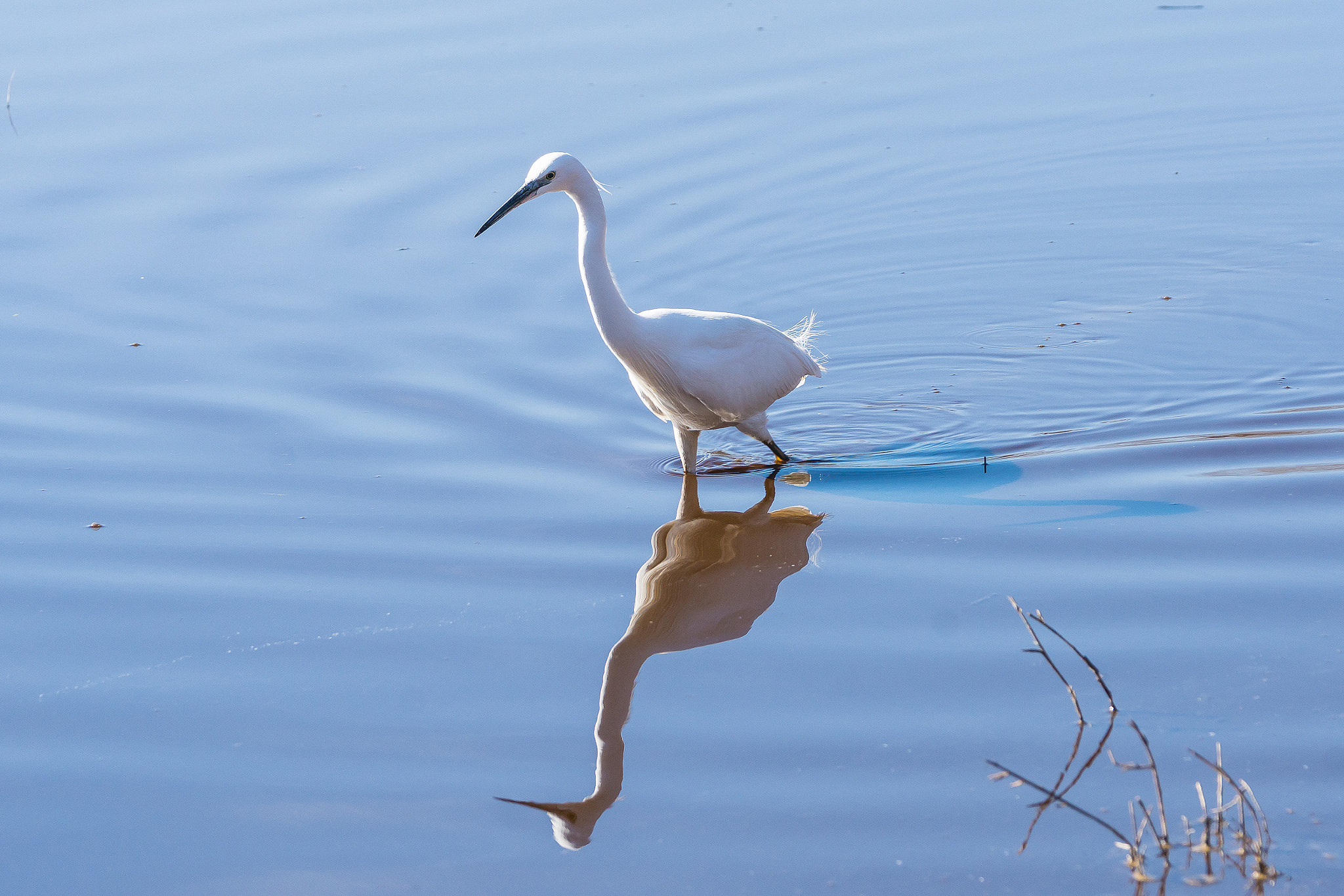 Sony 70-400mm F4-5.6 G SSM II sample photo. The little egret photography