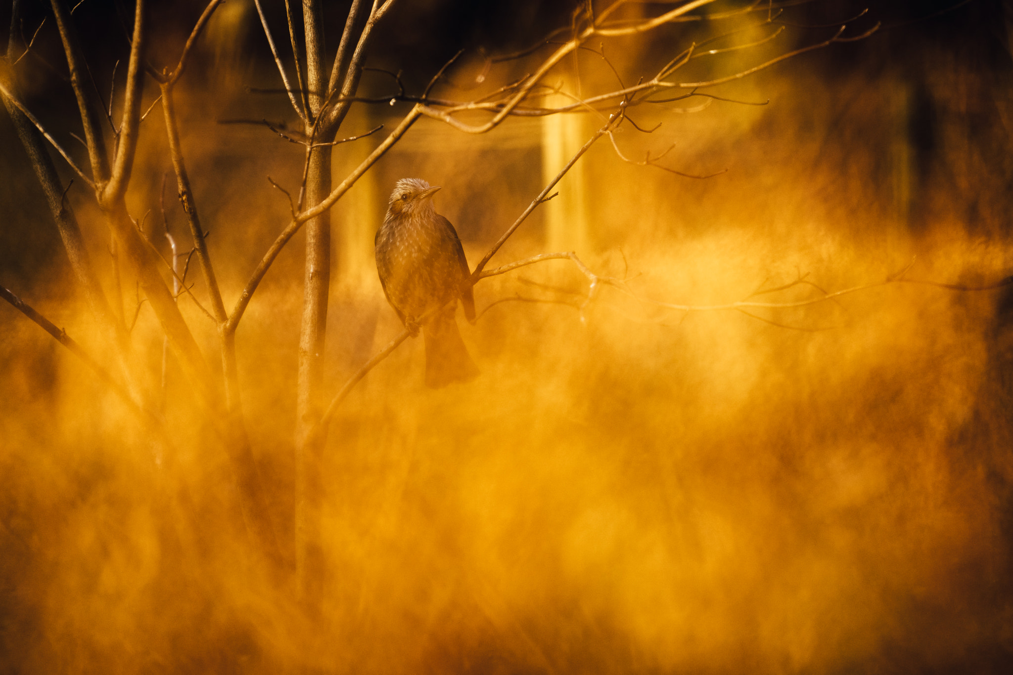 Sony a7 + Sony FE 70-200mm F4 G OSS sample photo. Winter hiyodori photography