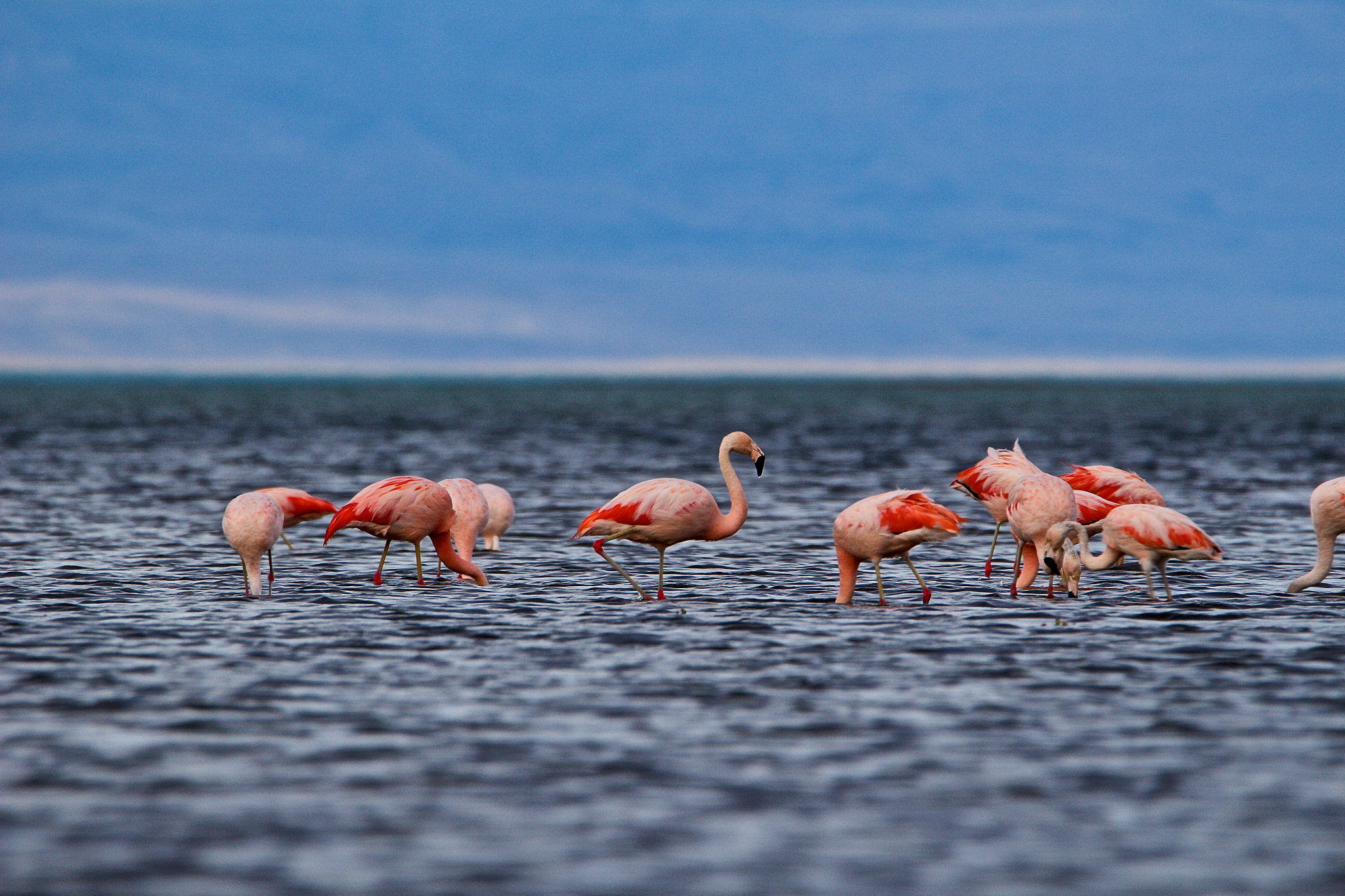 Tamron SP 150-600mm F5-6.3 Di VC USD sample photo. Flamencos photography