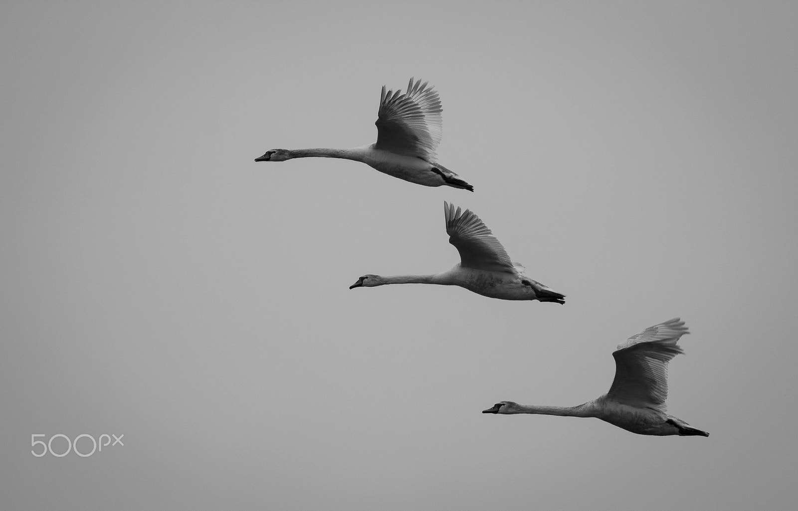 Canon EOS 60D + Canon EF 400mm F5.6L USM sample photo. Flight formation photography