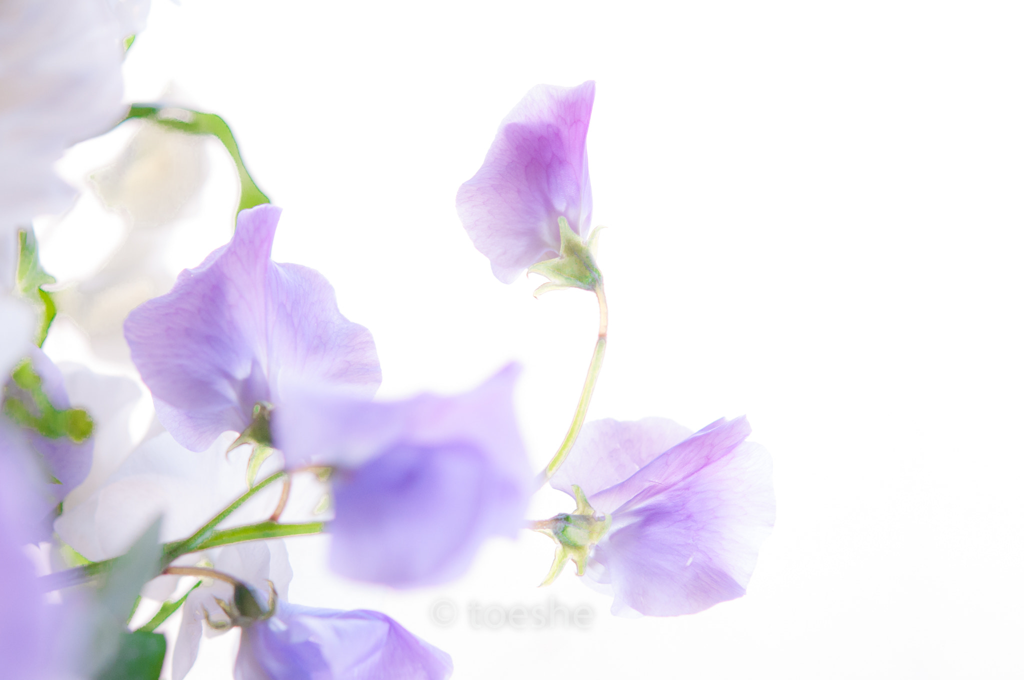 Nikon AF-S Micro-Nikkor 60mm F2.8G ED sample photo. Transparence photography
