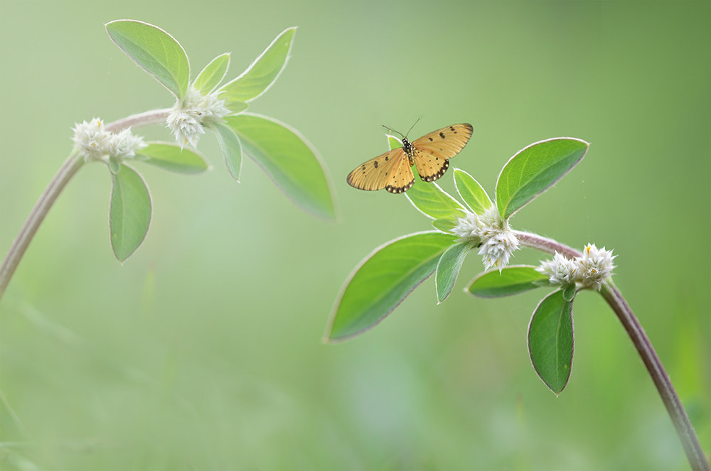 Nikon D7000 + Sigma 150mm F2.8 EX DG Macro HSM sample photo. Menikmati kesendirian photography