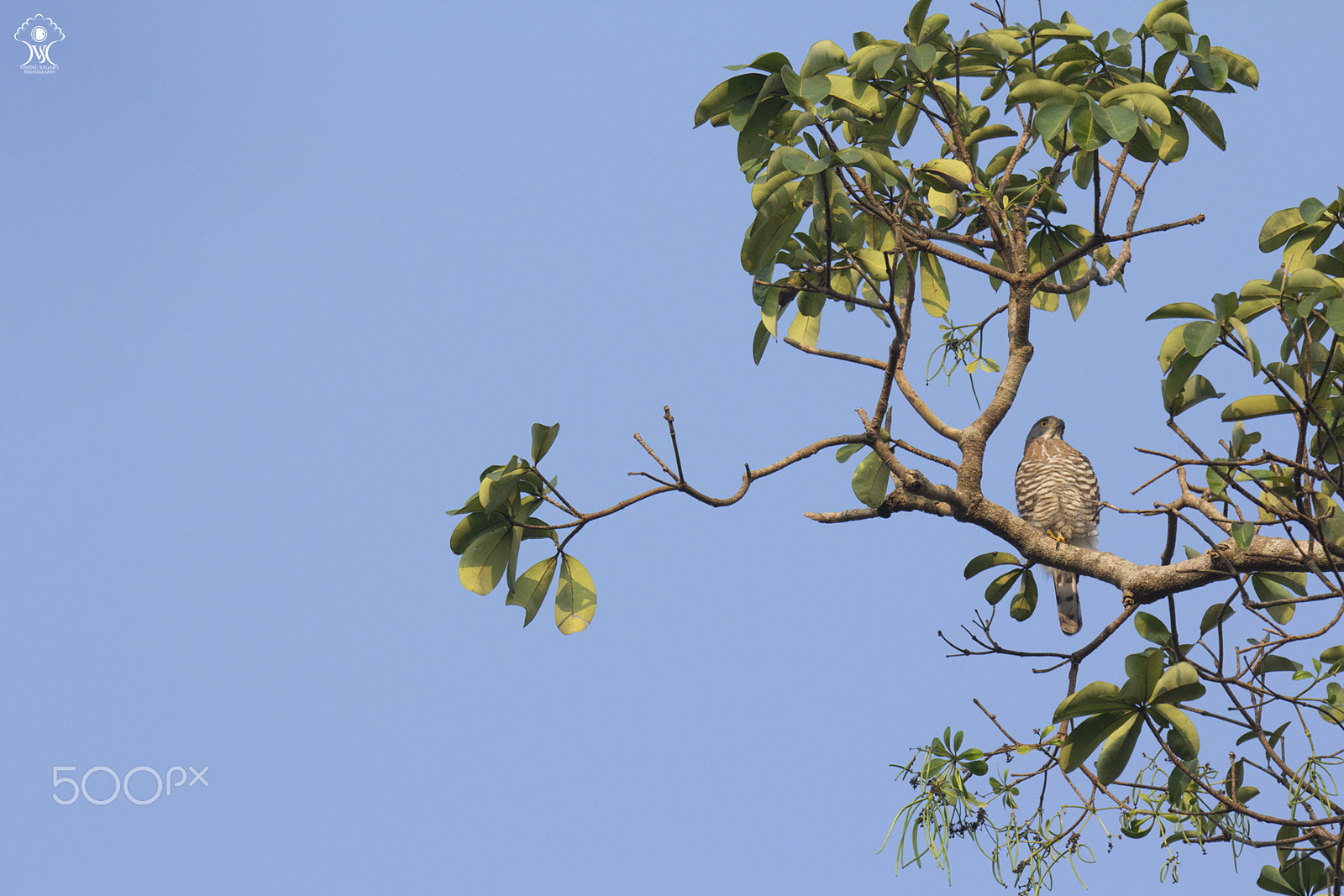 Tamron SP 150-600mm F5-6.3 Di VC USD sample photo. Crested goshawk photography