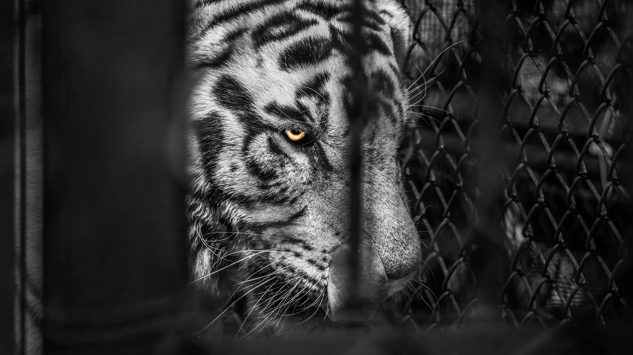 Sony E 55-210mm F4.5-6.3 OSS sample photo. 'survivor legend' photography