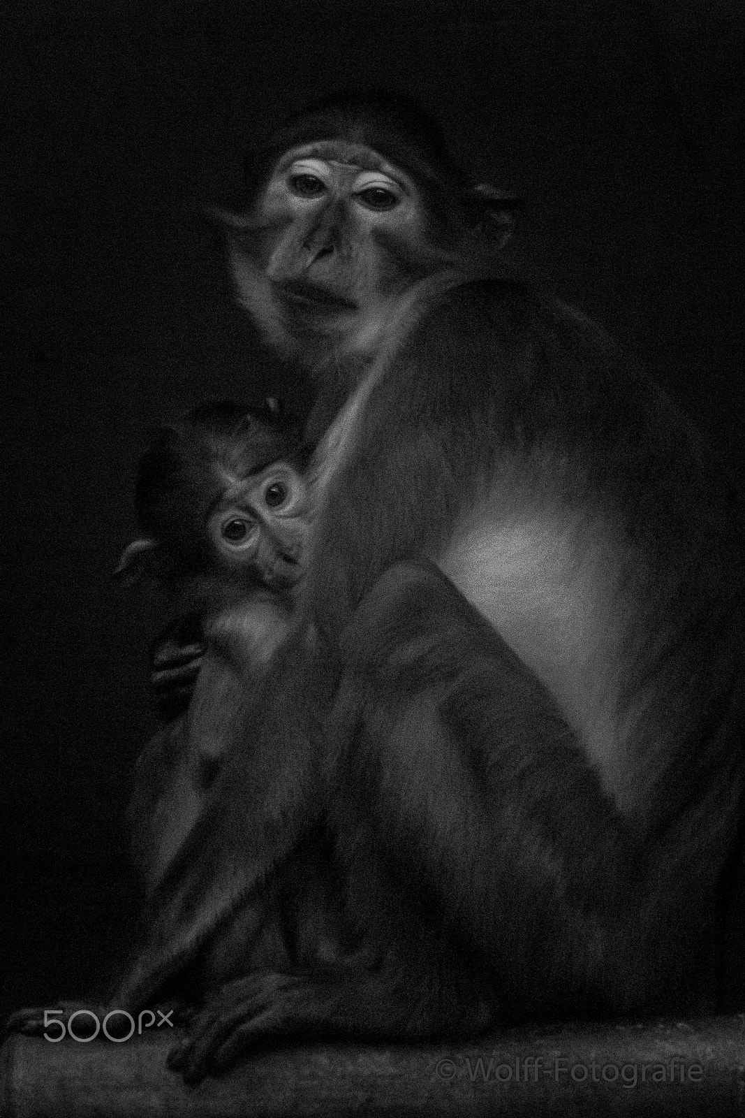 Sigma 70-200mm F2.8 EX DG OS HSM sample photo. Mangabey with little one photography