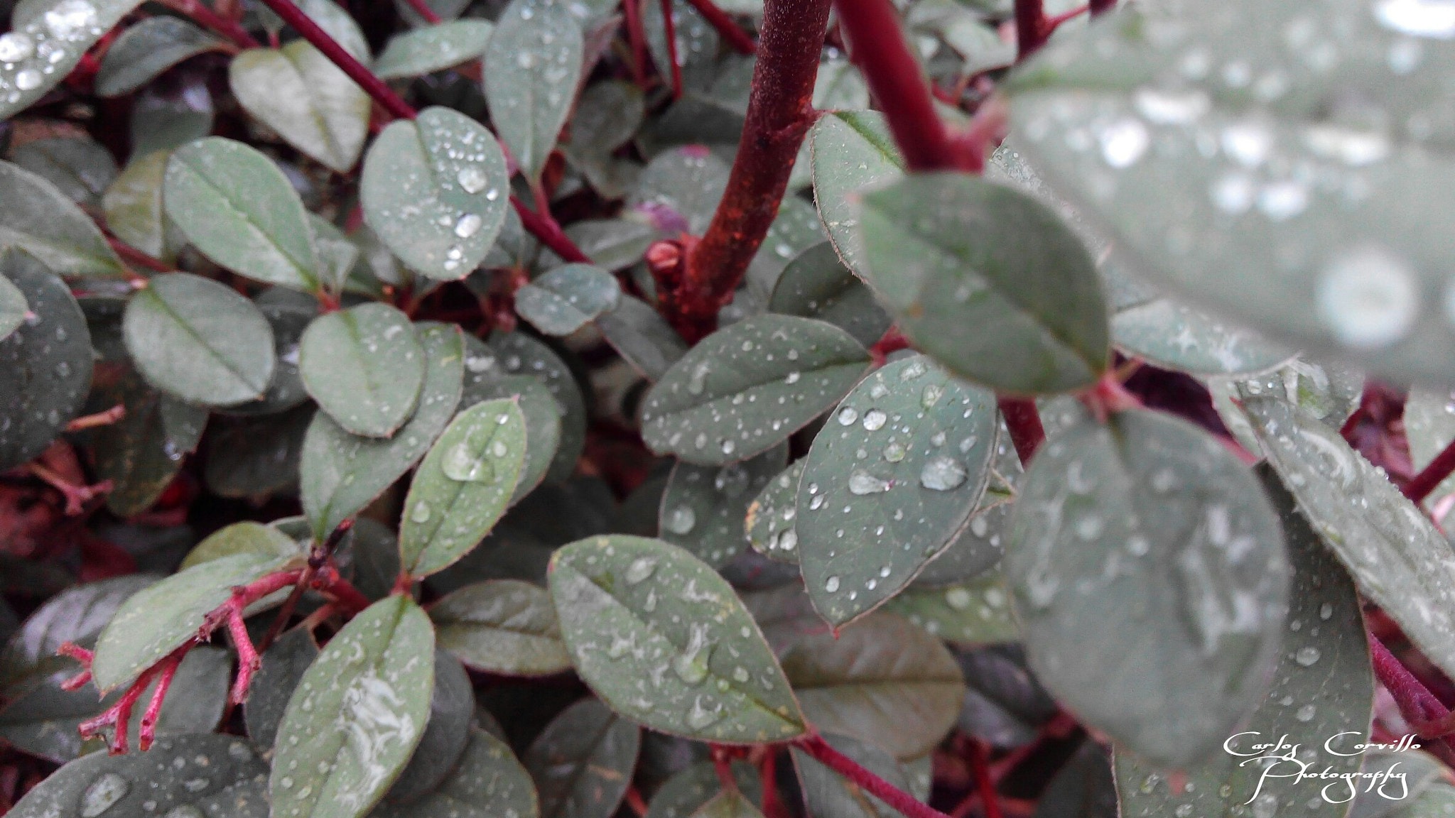 bq Aquaris E5 HD sample photo. Rain of life photography