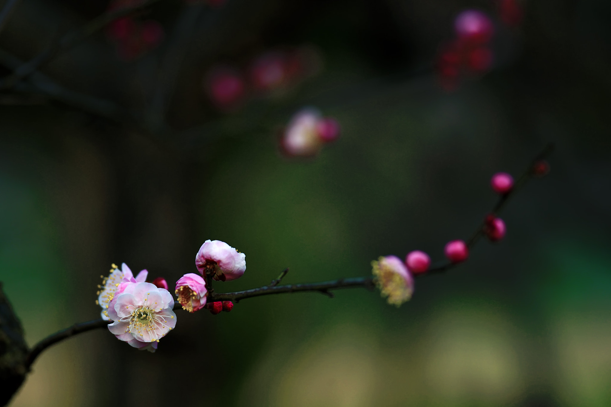 Sony a99 II + Sony 70-400mm F4-5.6 G SSM II sample photo. 暗香浮动 photography