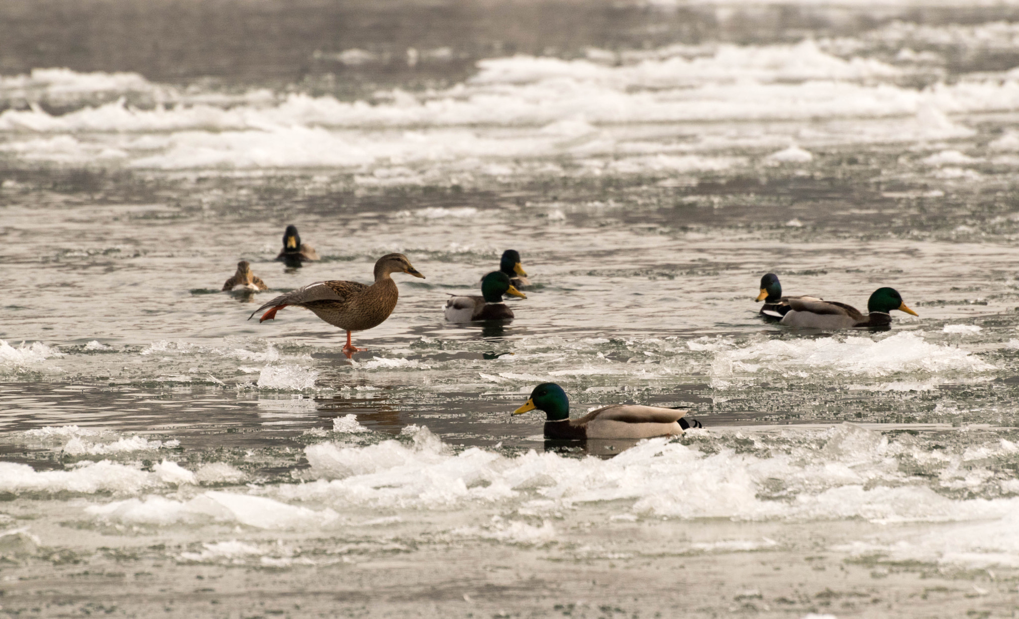 Nikon D5500 sample photo. Duck yoga photography