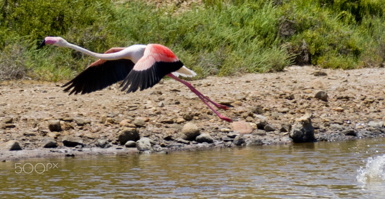 Sigma 18-250mm F3.5-6.3 DC Macro OS HSM sample photo. Flamingo photography