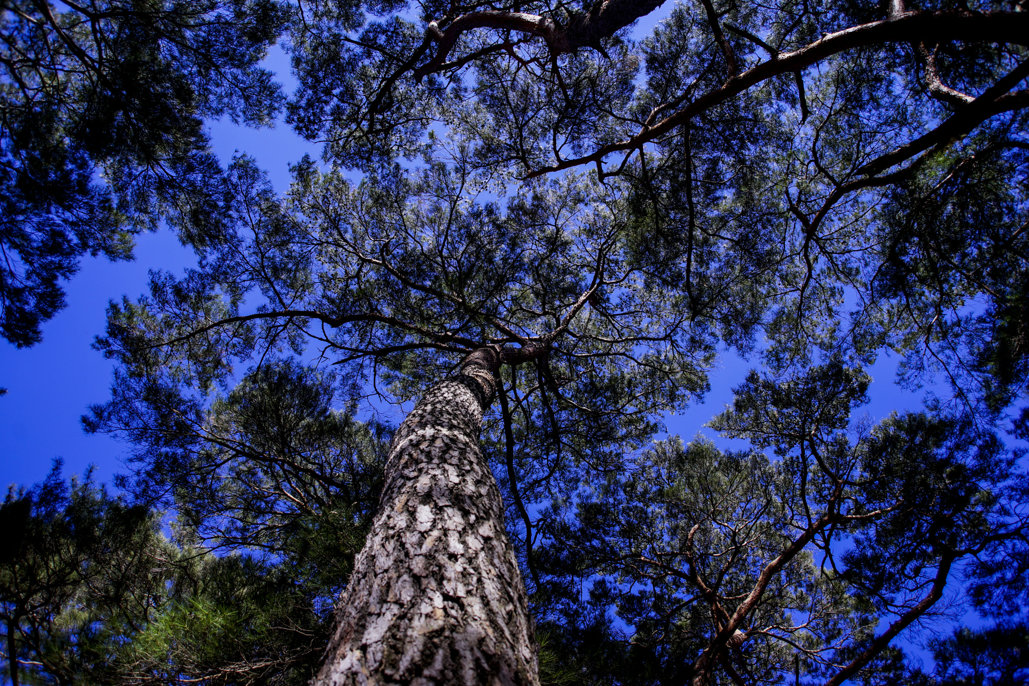 Sony a99 II sample photo. Pine tree photography