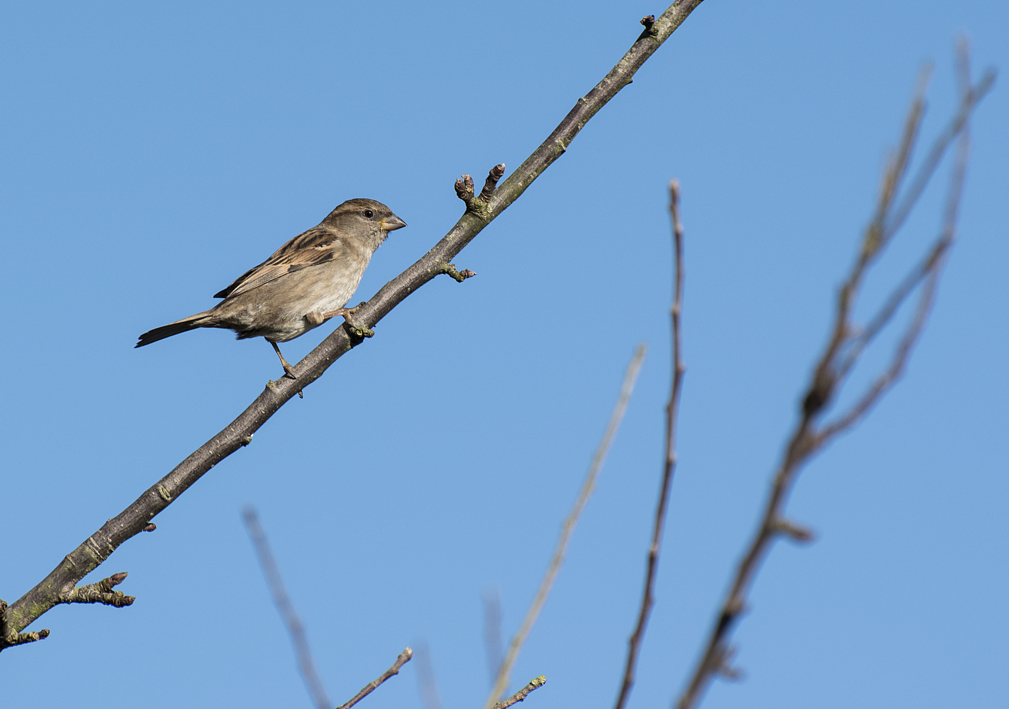 Nikon D5500 sample photo. Hedge sparrow photography