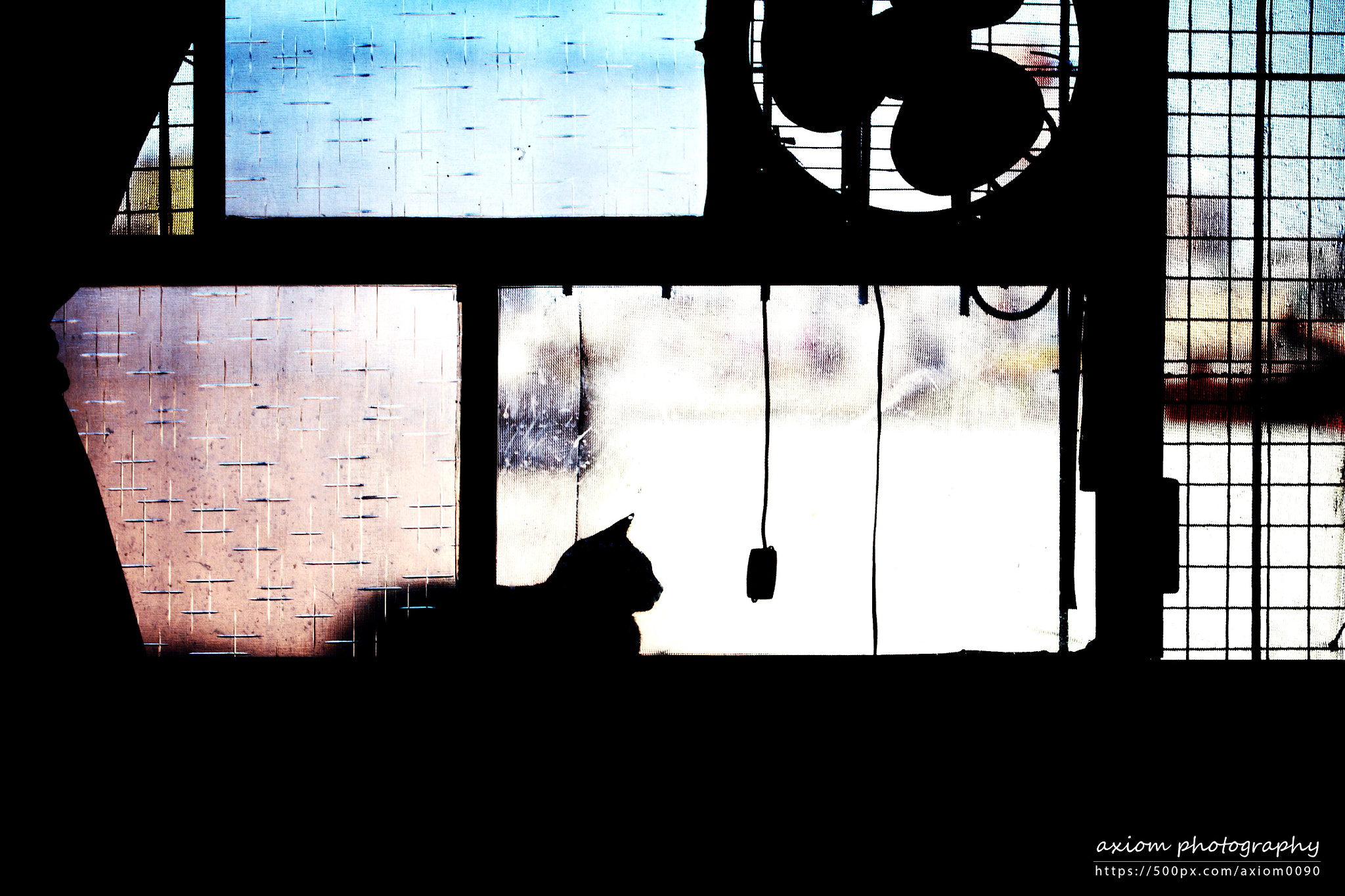 Canon EF 100mm F2.8 Macro USM sample photo. Cats by windows photography
