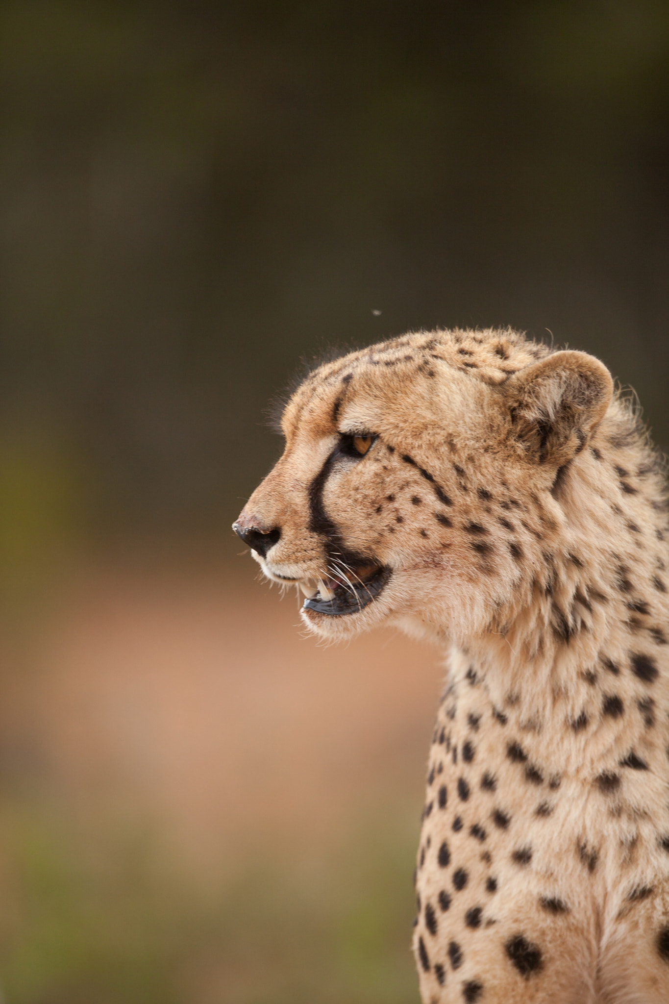Canon EOS 5D Mark II + Canon EF 400mm F2.8L IS USM sample photo. Cheetah photography