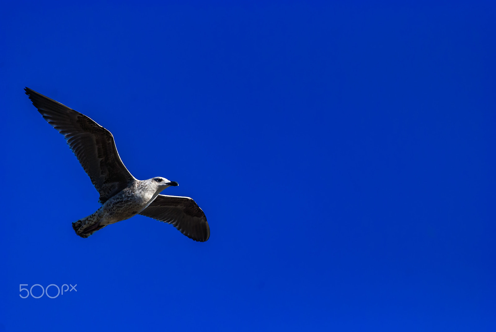 Nikon D40X sample photo. Seabird in flight photography