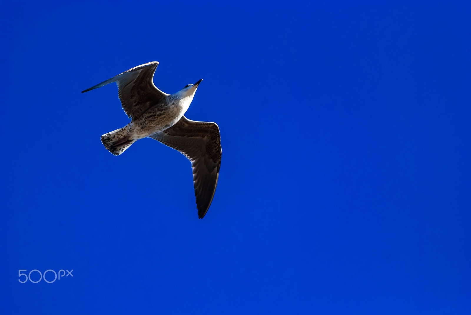 Nikon D40X sample photo. Seabird in flight photography
