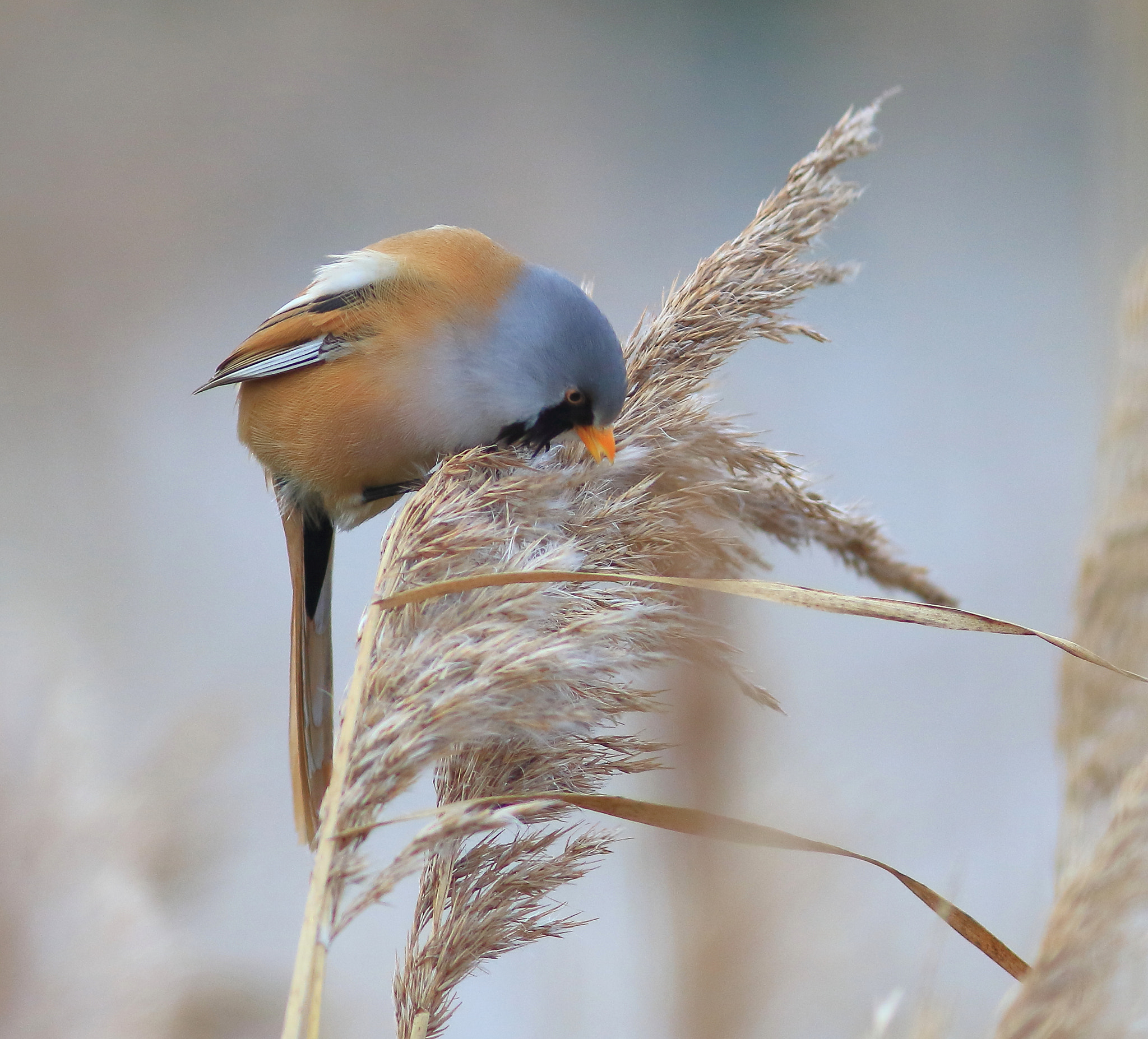 Canon EF 300mm F4L IS USM sample photo. Bearded reedling photography