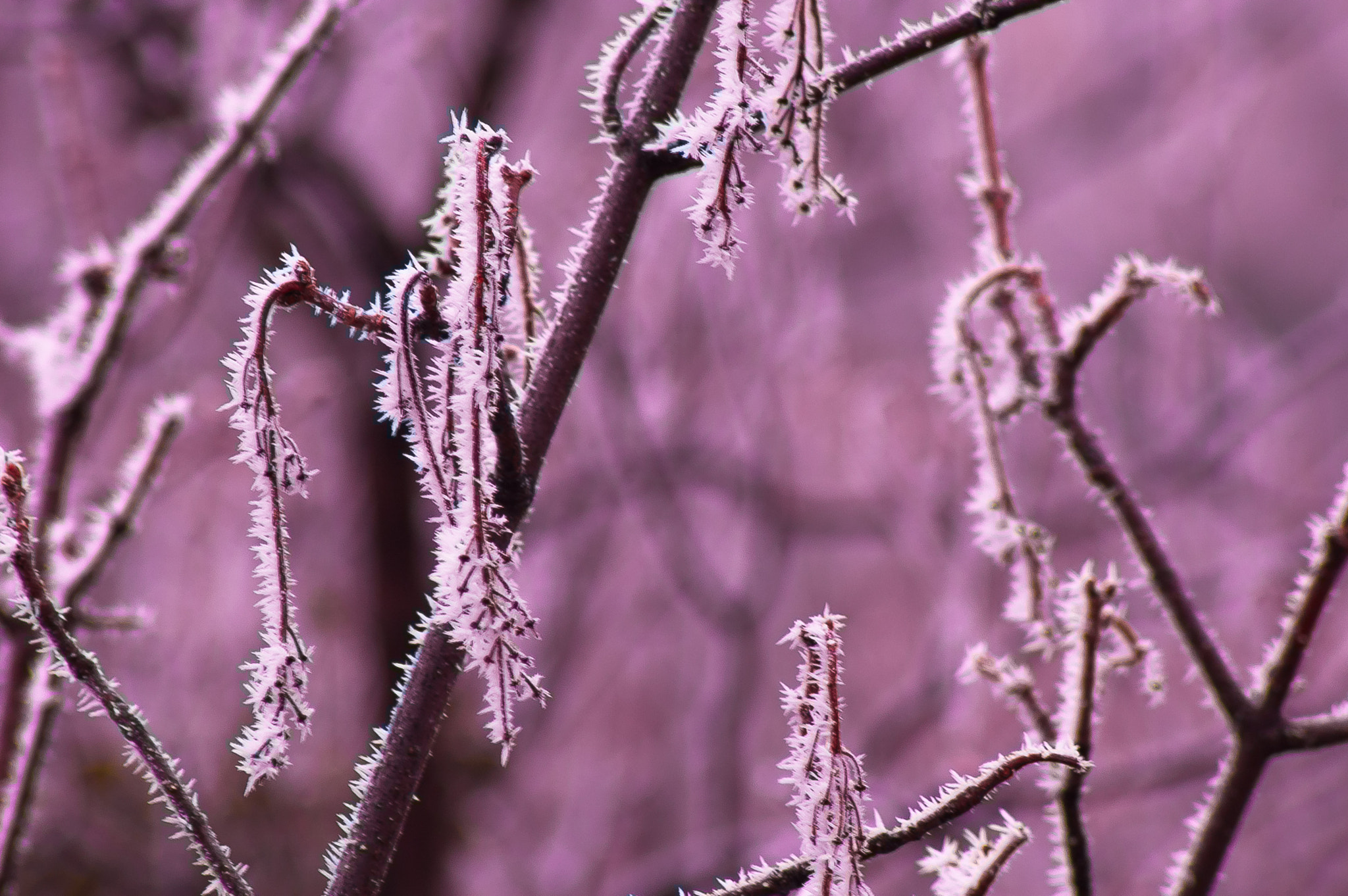 Nikon D70 sample photo. Raureif baum photography