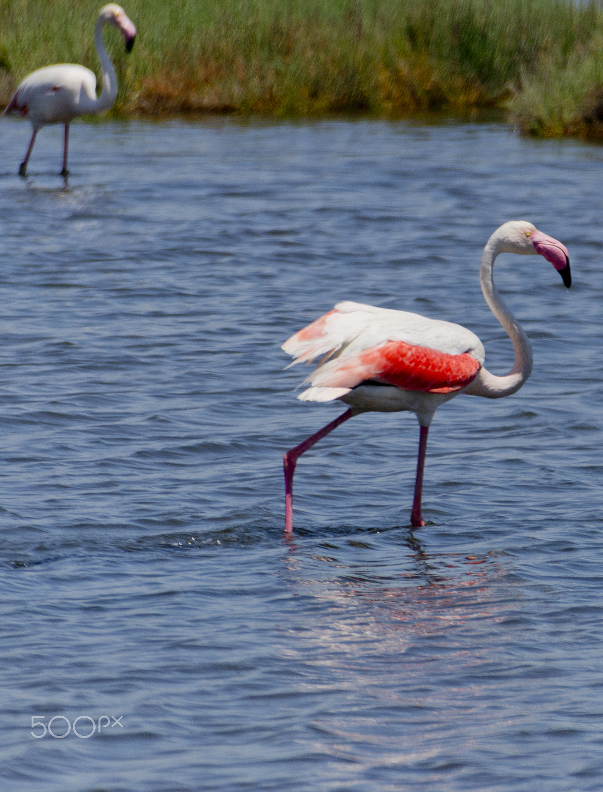 Nikon D3100 sample photo. Flamingos photography