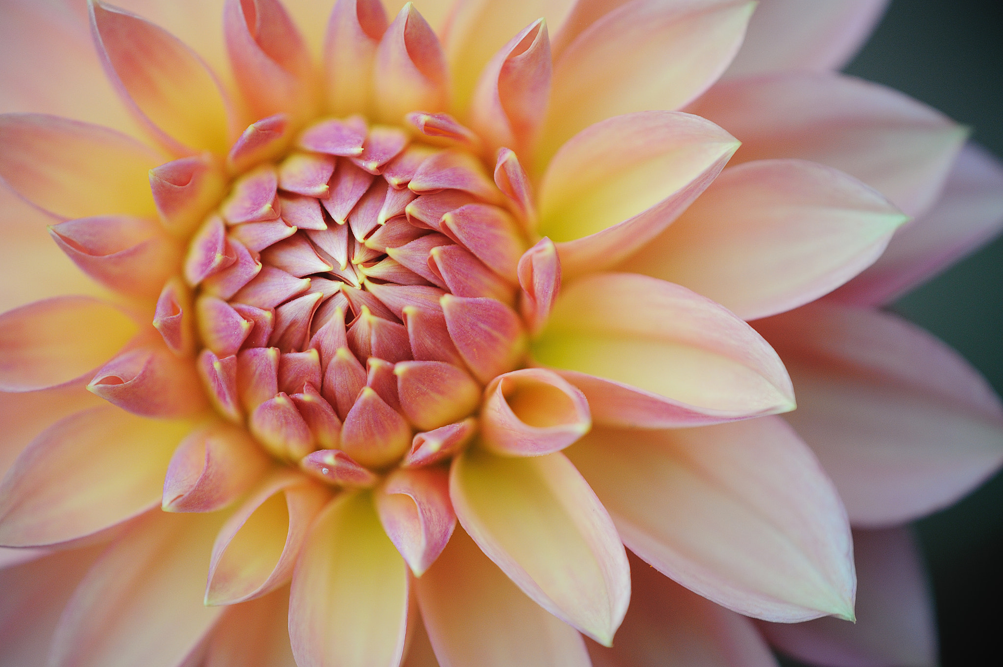 Tamron SP AF 180mm F3.5 Di LD (IF) Macro sample photo. Dahlia photography