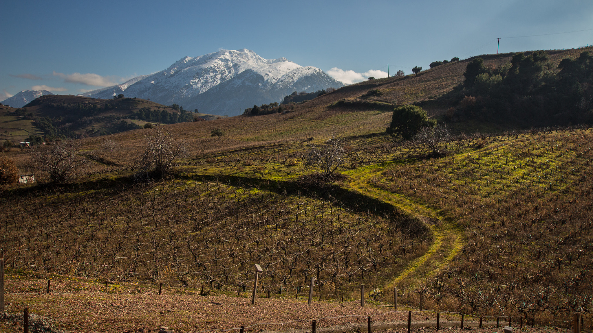 Sigma 10-20mm F3.5 EX DC HSM sample photo. Grapevines under mountain "panagia" photography