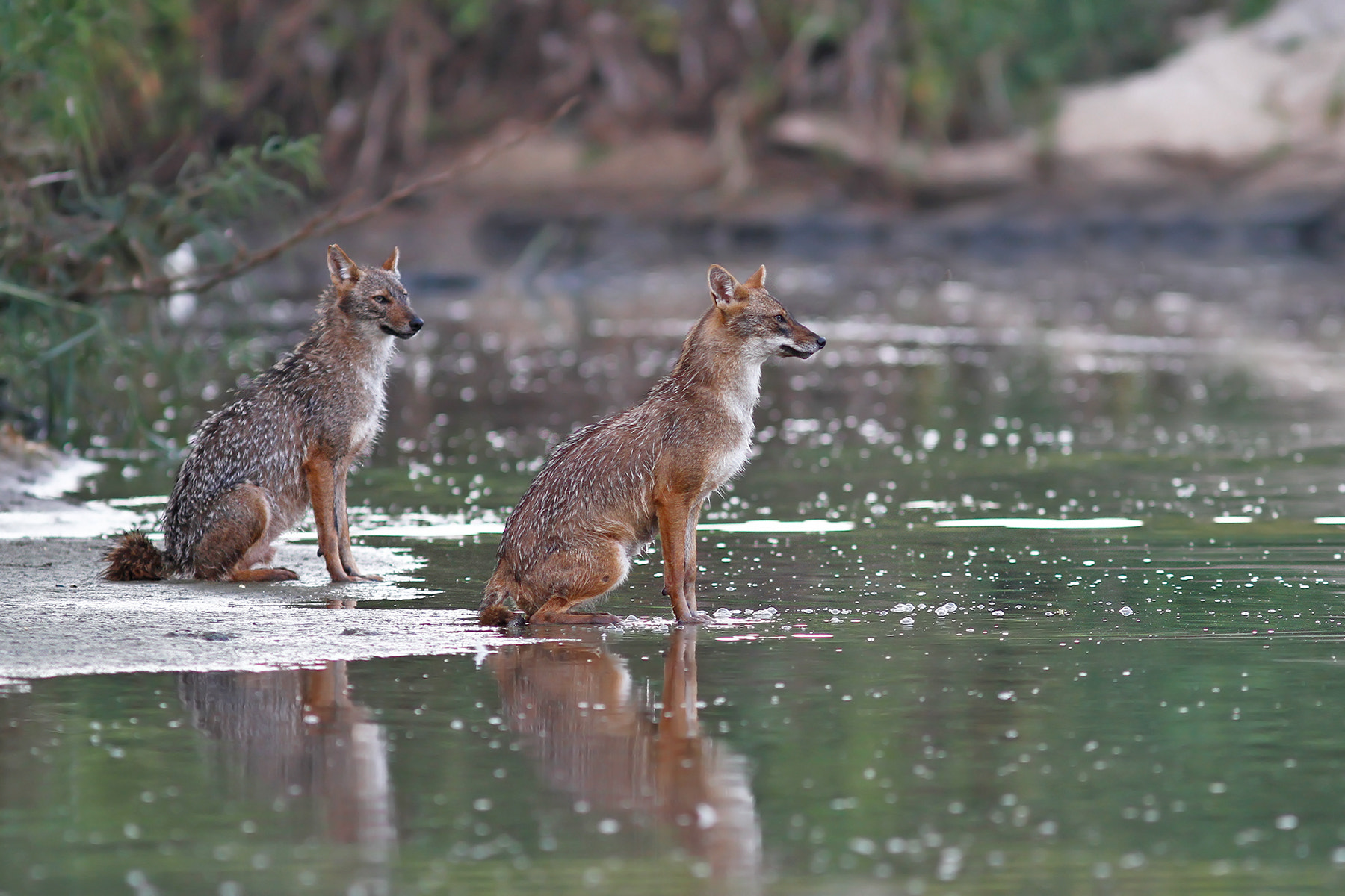 Canon EOS 7D + Canon EF 300mm F4L IS USM sample photo. Morning bath photography