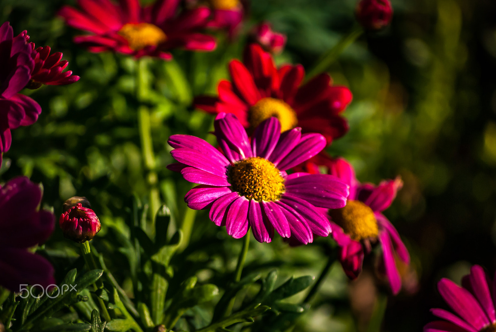 Nikon D40X sample photo. Daisies in january photography