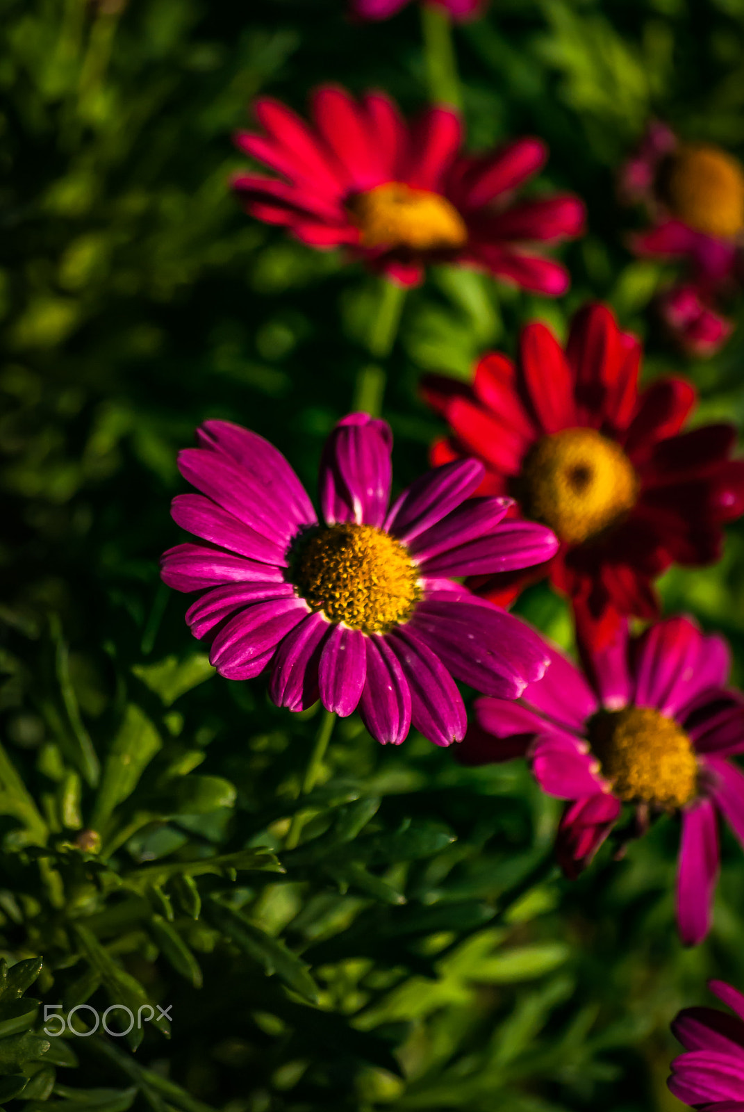 Nikon D40X sample photo. Daisies in january photography