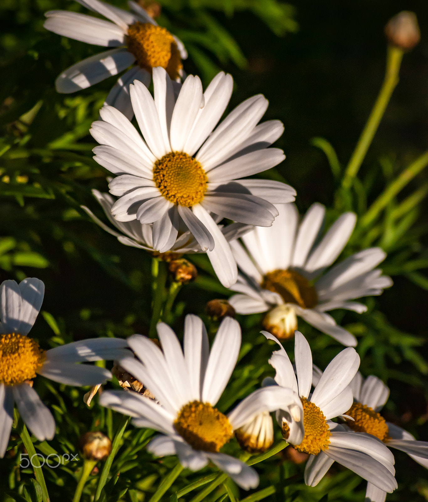 Nikon D40X sample photo. Daisies in january photography