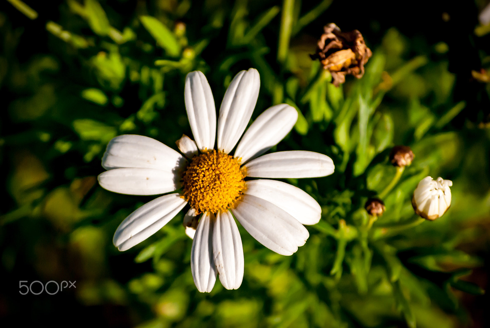 Nikon D40X sample photo. Daisies in january photography