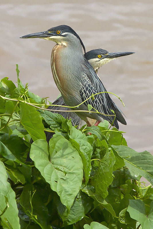 Canon EF 300mm F4L IS USM sample photo. Socozinhos photography