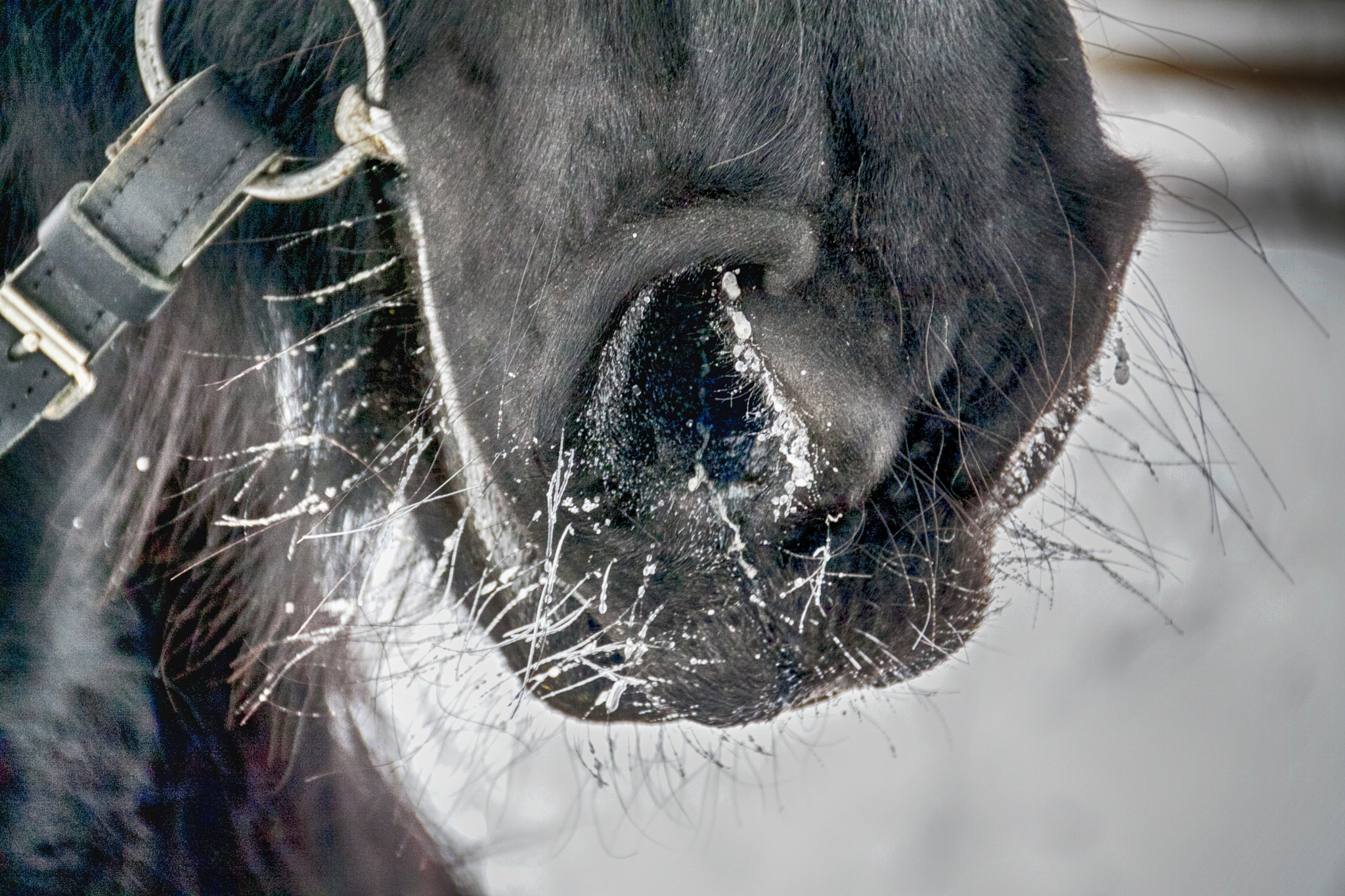 Canon EOS 50D sample photo. Img photography