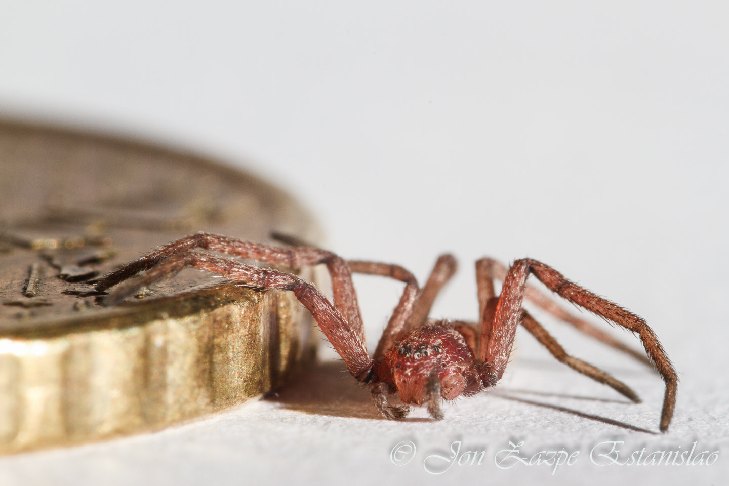 Canon EOS 7D + Sigma 105mm F2.8 EX DG Macro sample photo. Arachnid attack on the euro photography