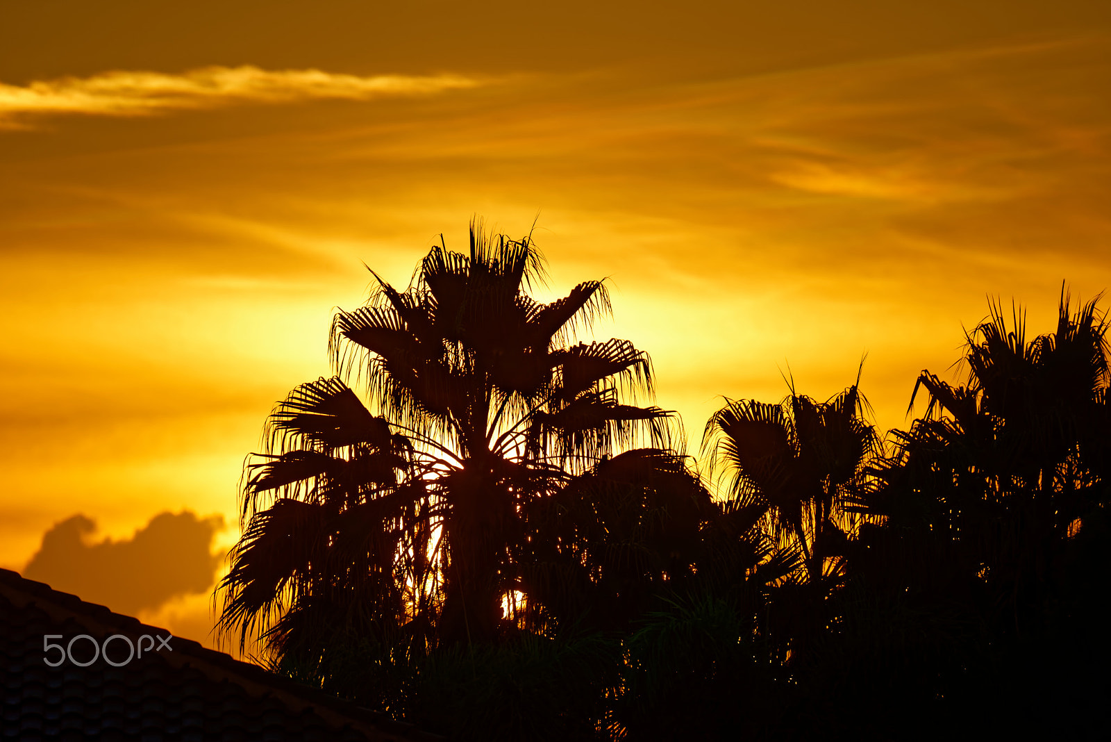 Nikon D800 sample photo. Golden sunrise in the fall photography