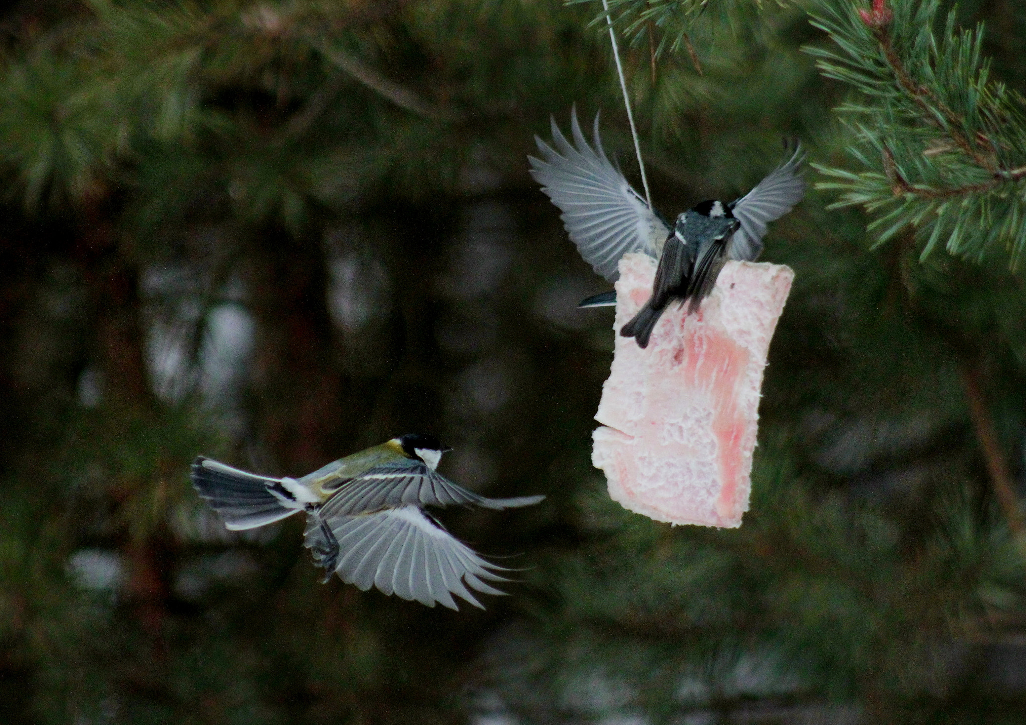 Canon EOS 7D + EF75-300mm f/4-5.6 sample photo. Untitled photography