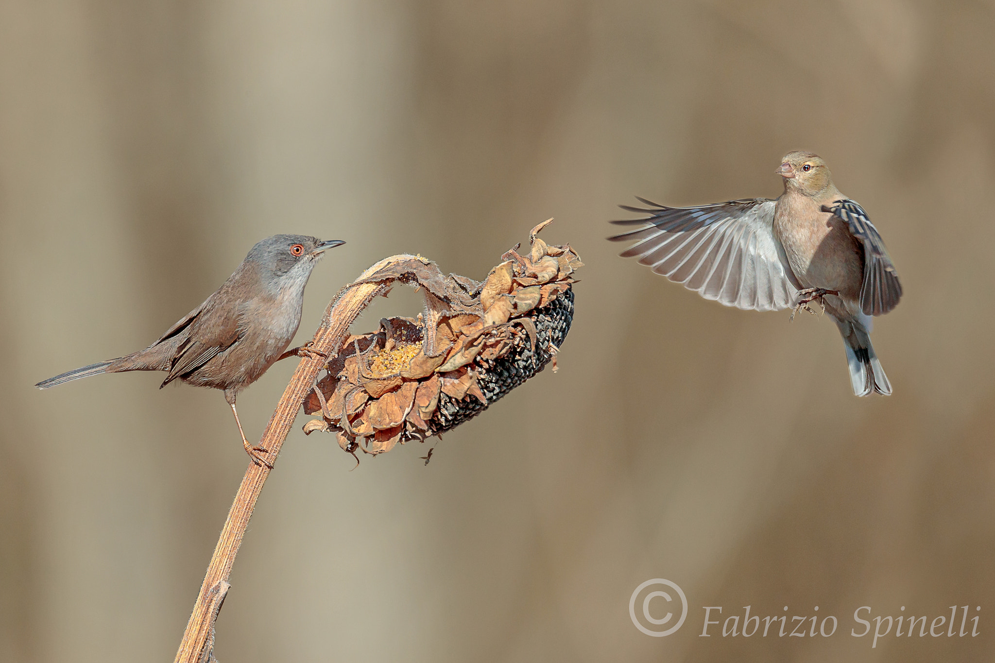 150-600mm F5-6.3 DG OS HSM | Sports 014 sample photo. Occhiocotto e fringuello photography