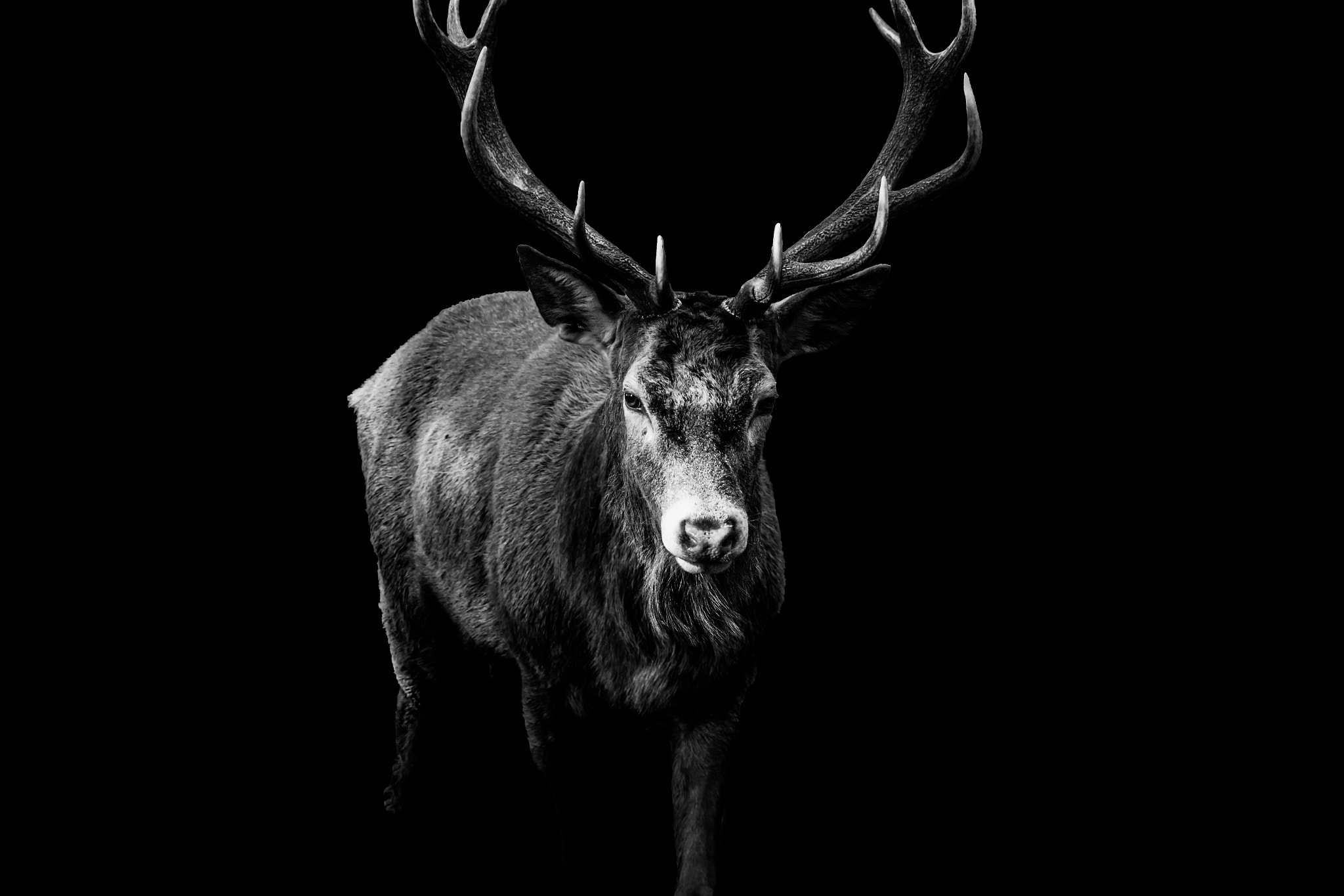 Canon EOS 60D + Canon EF 70-200mm F4L USM sample photo. Red deer 2 - black series photography