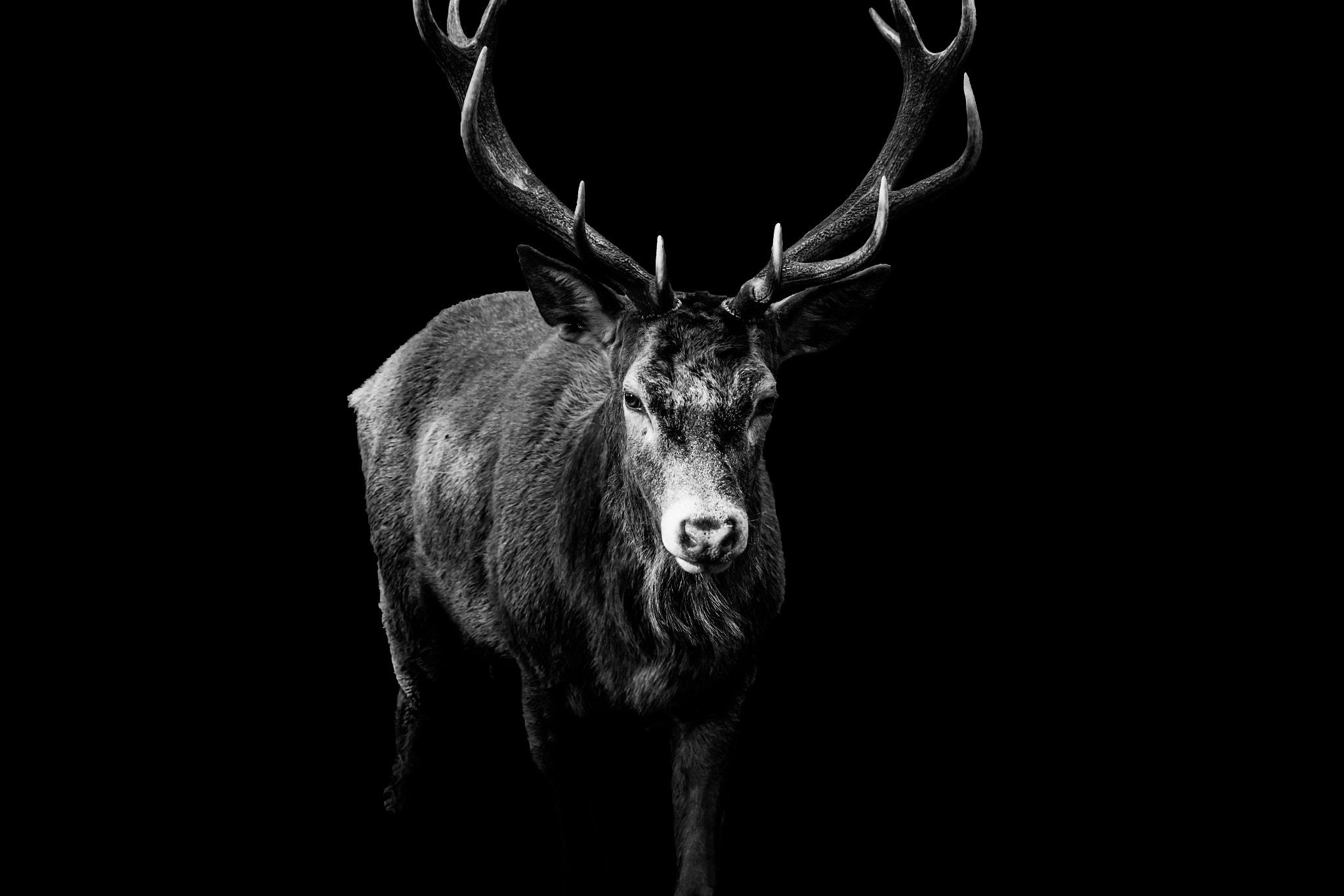 Canon EF 70-200mm F4L USM sample photo. Red deer 2 - black series photography