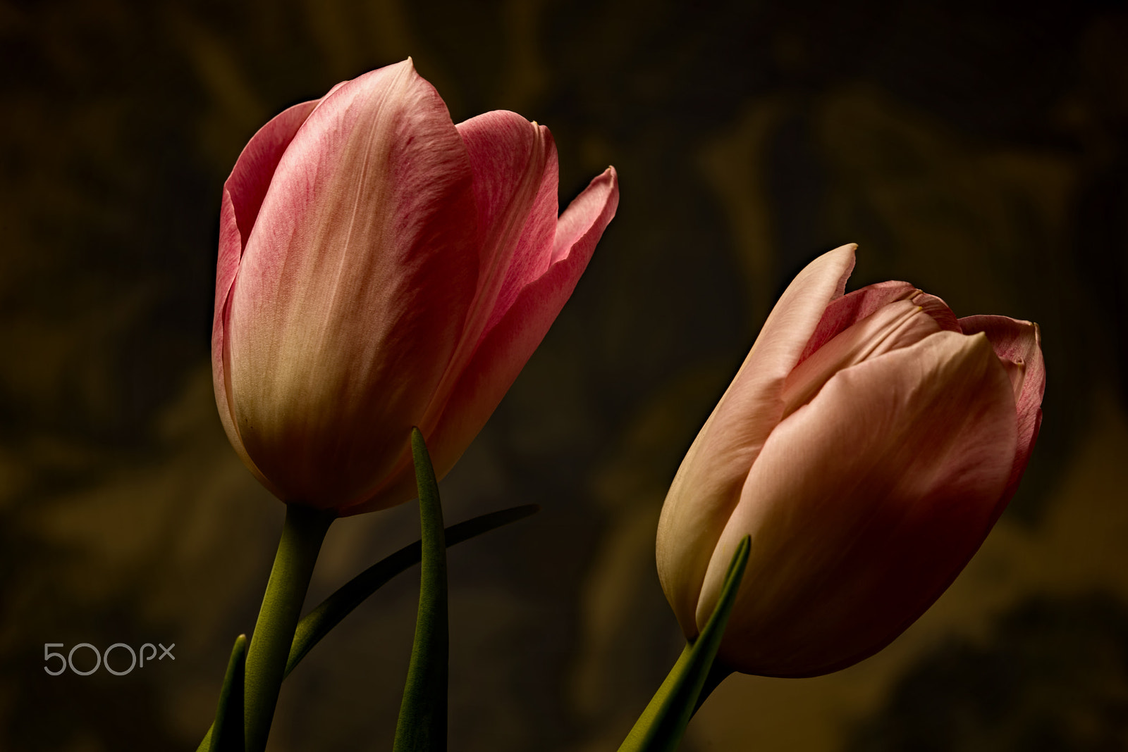Nikon AF Micro-Nikkor 200mm F4D ED-IF sample photo. Floral argument 0125 photography