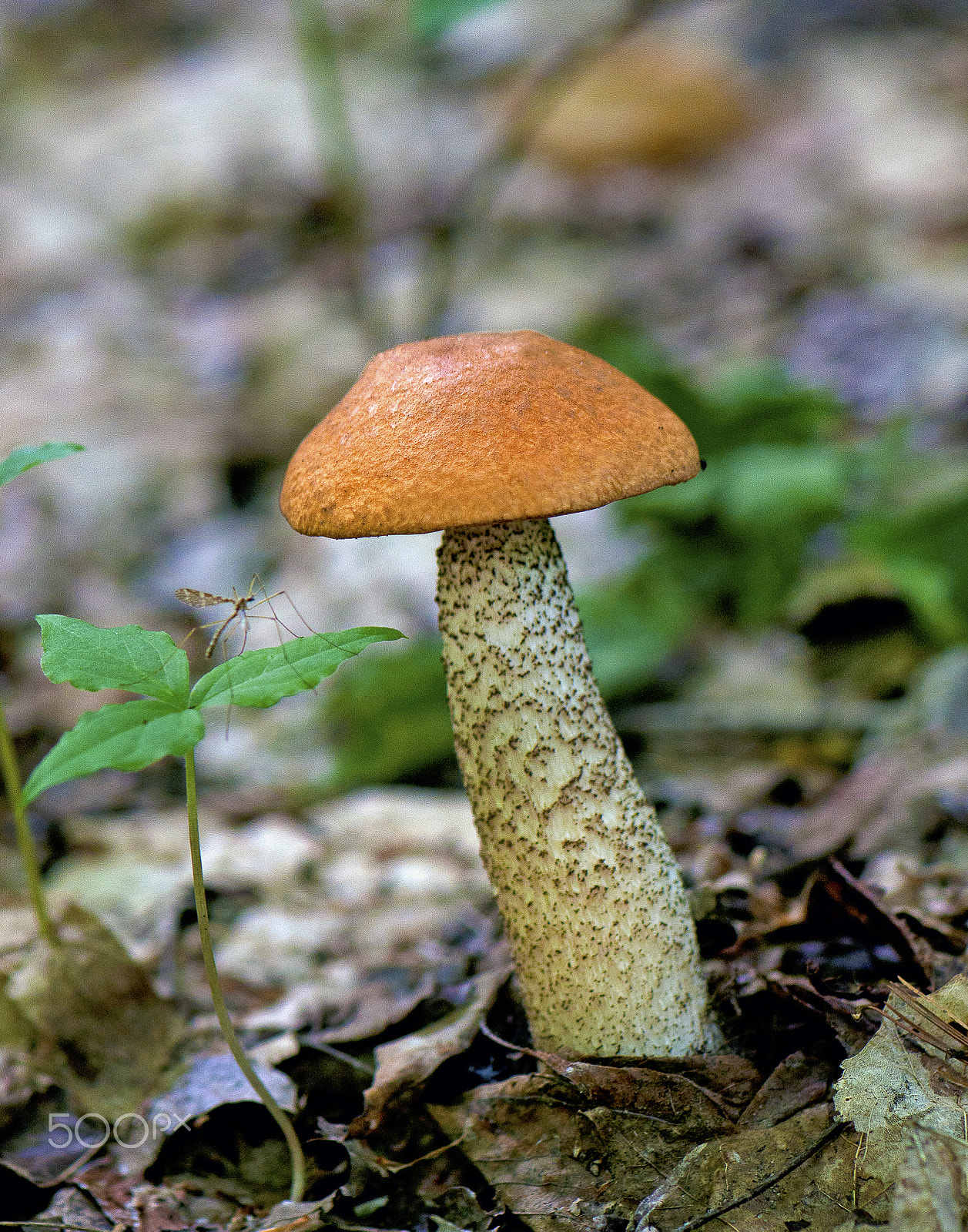 Nikon AF-S Micro-Nikkor 105mm F2.8G IF-ED VR sample photo. Mushroom photography