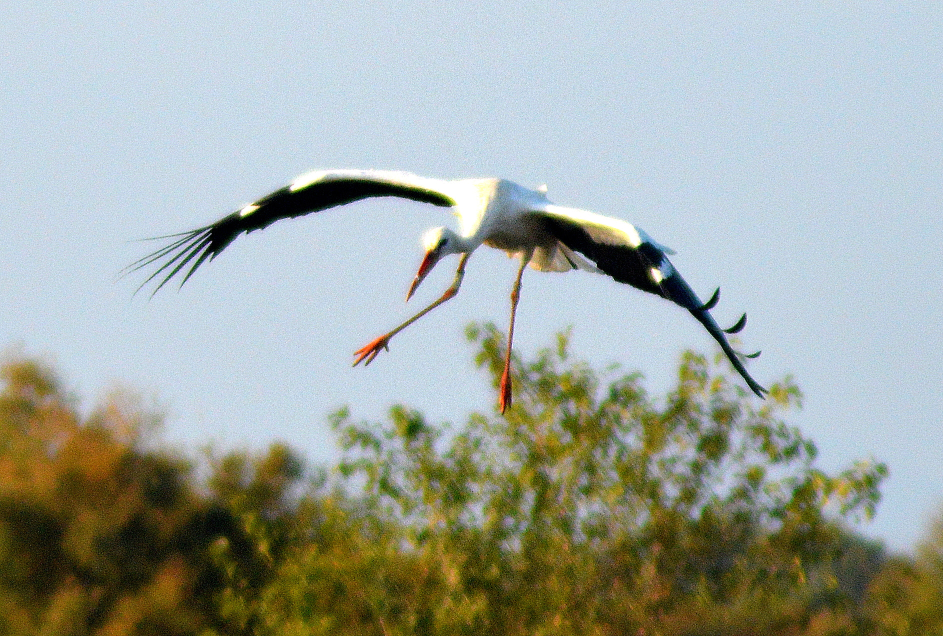 AF Zoom-Nikkor 80-200mm f/4.5-5.6D sample photo. Landing photography