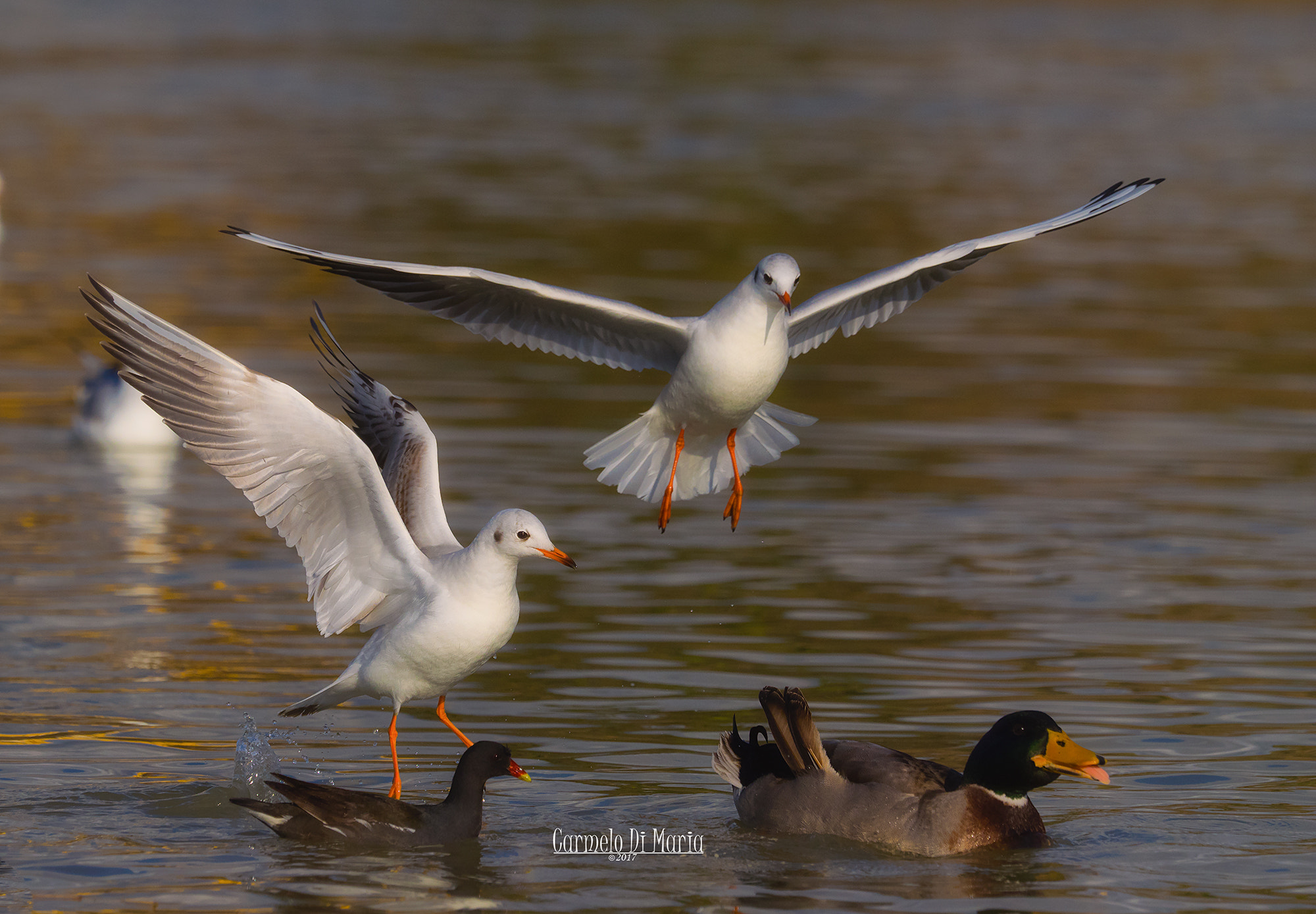 Olympus OM-D E-M1 sample photo. Landing birds photography