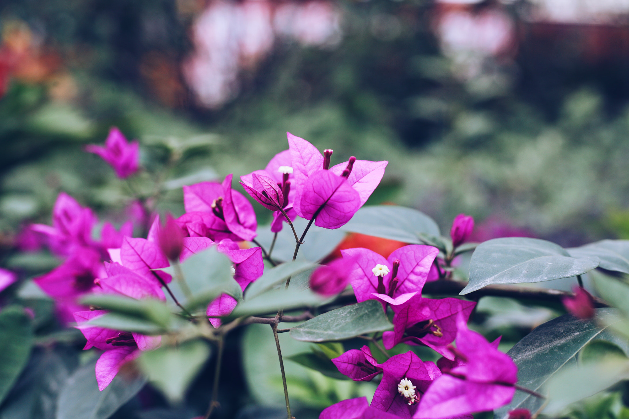 Canon EOS 5D + Canon EF 50mm F1.8 STM sample photo