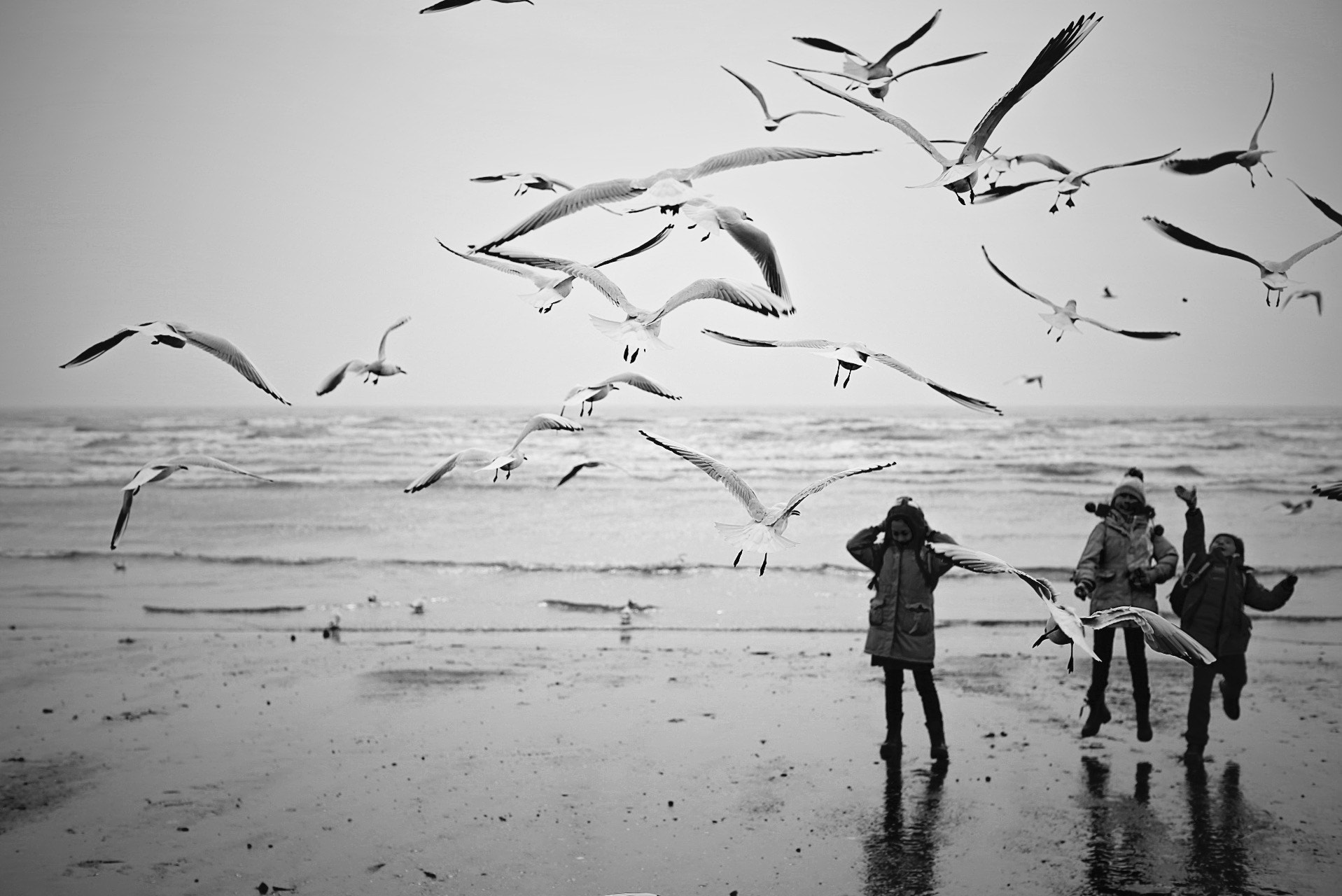 Canon EF 50mm F1.2L USM sample photo. Kids and seagulls photography