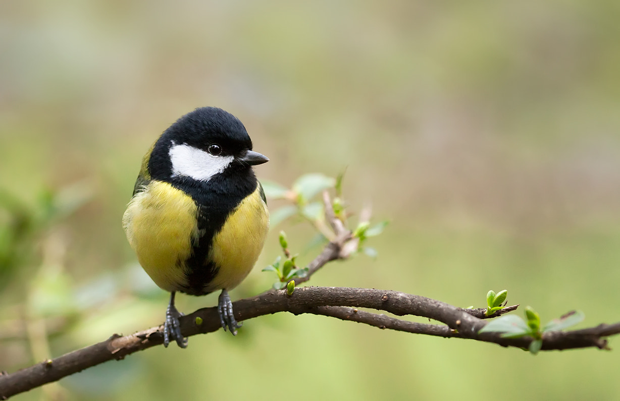 Canon EOS 50D + Canon EF 70-200mm F4L IS USM sample photo. Great tit (parus major) photography