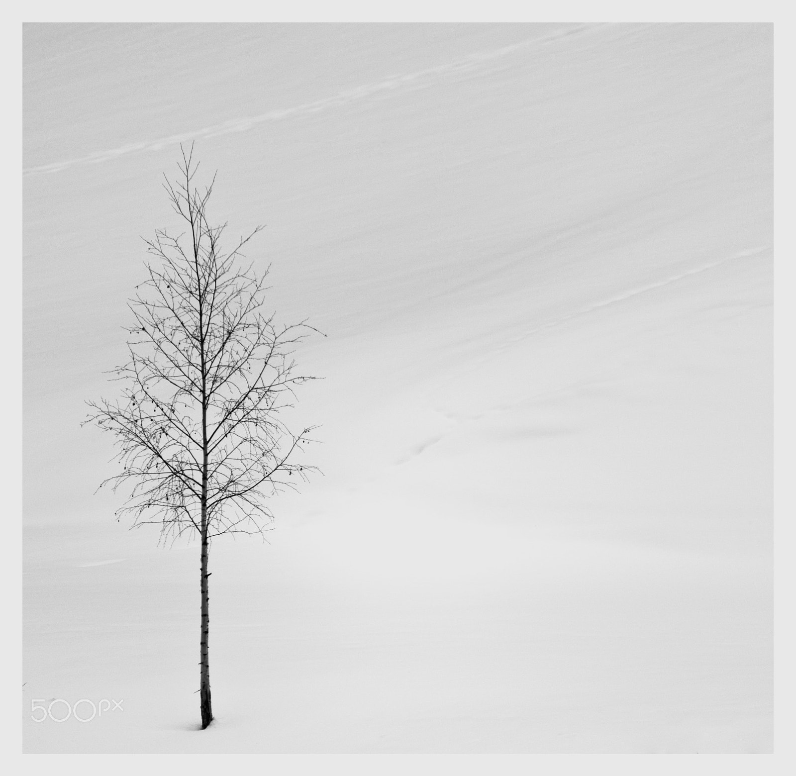 Canon EF-S 55-250mm F4-5.6 IS sample photo. The tree photography