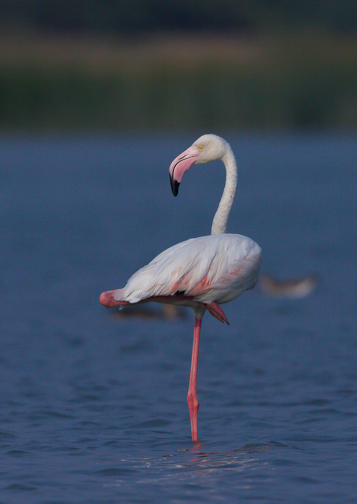 Canon EF 600mm f/4L IS sample photo. Flamingo photography