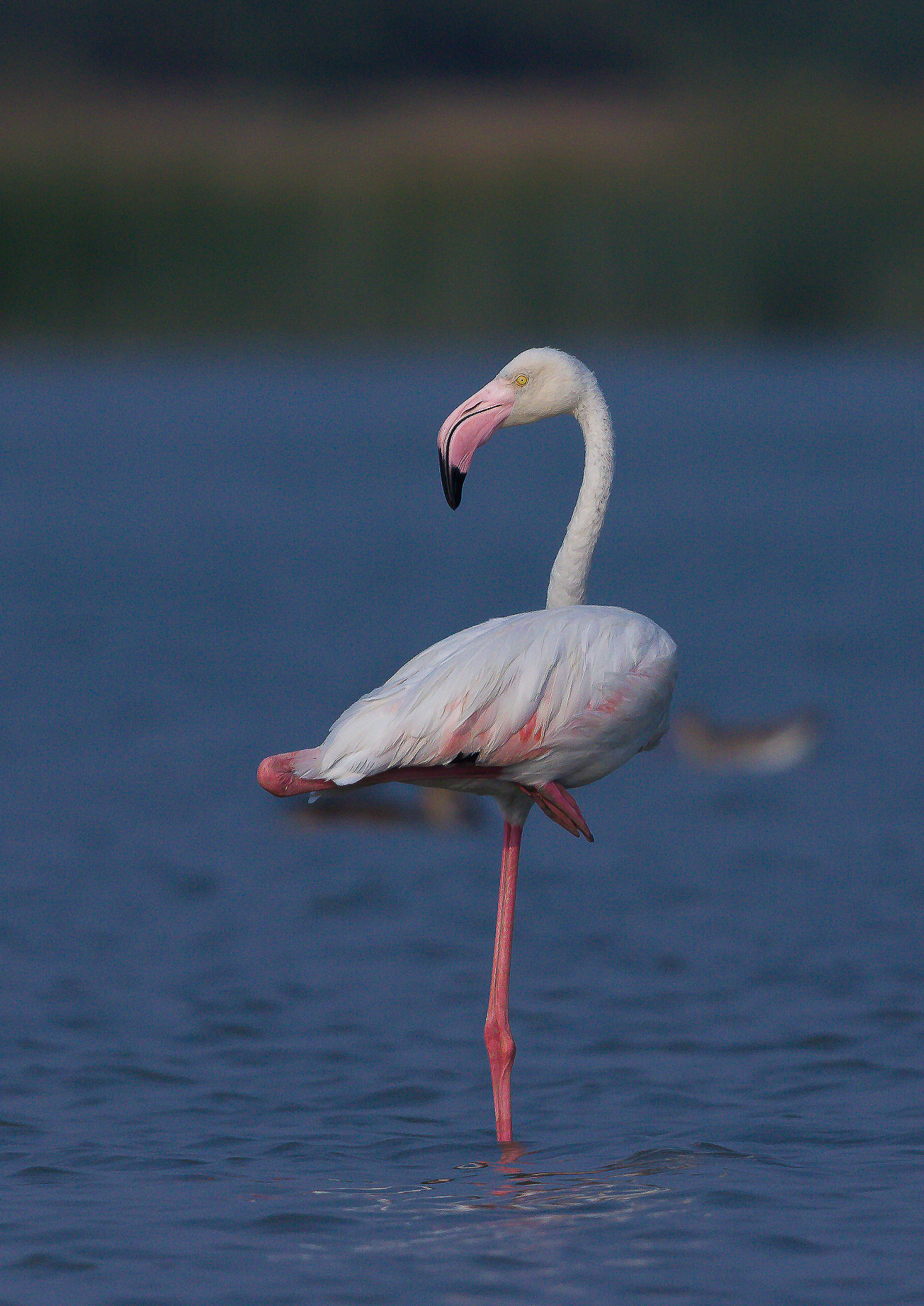 Canon EOS 550D (EOS Rebel T2i / EOS Kiss X4) + Canon EF 600mm f/4L IS sample photo. Flamingo photography